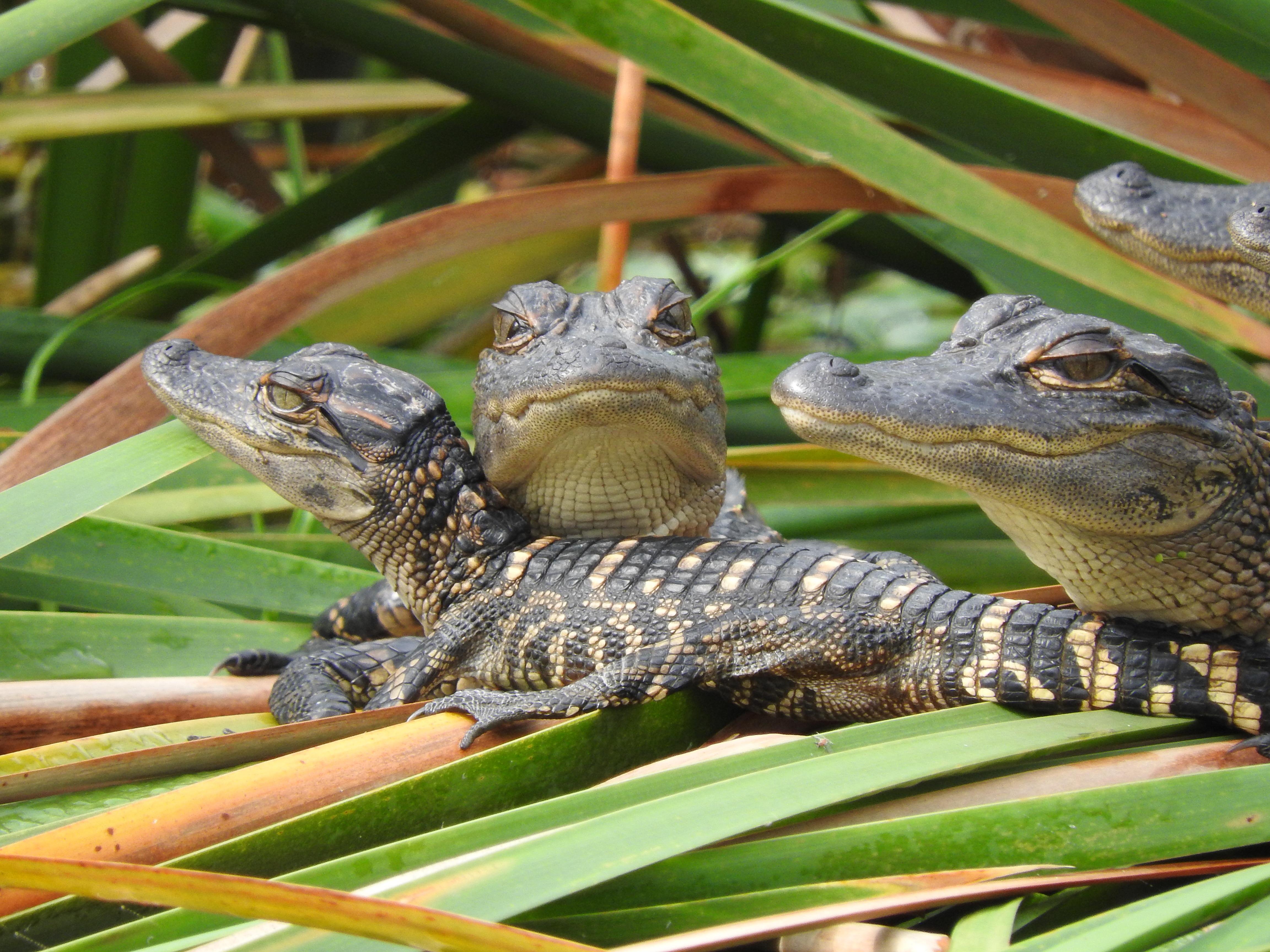 Everglades Day Safari from Fort Lauderdale