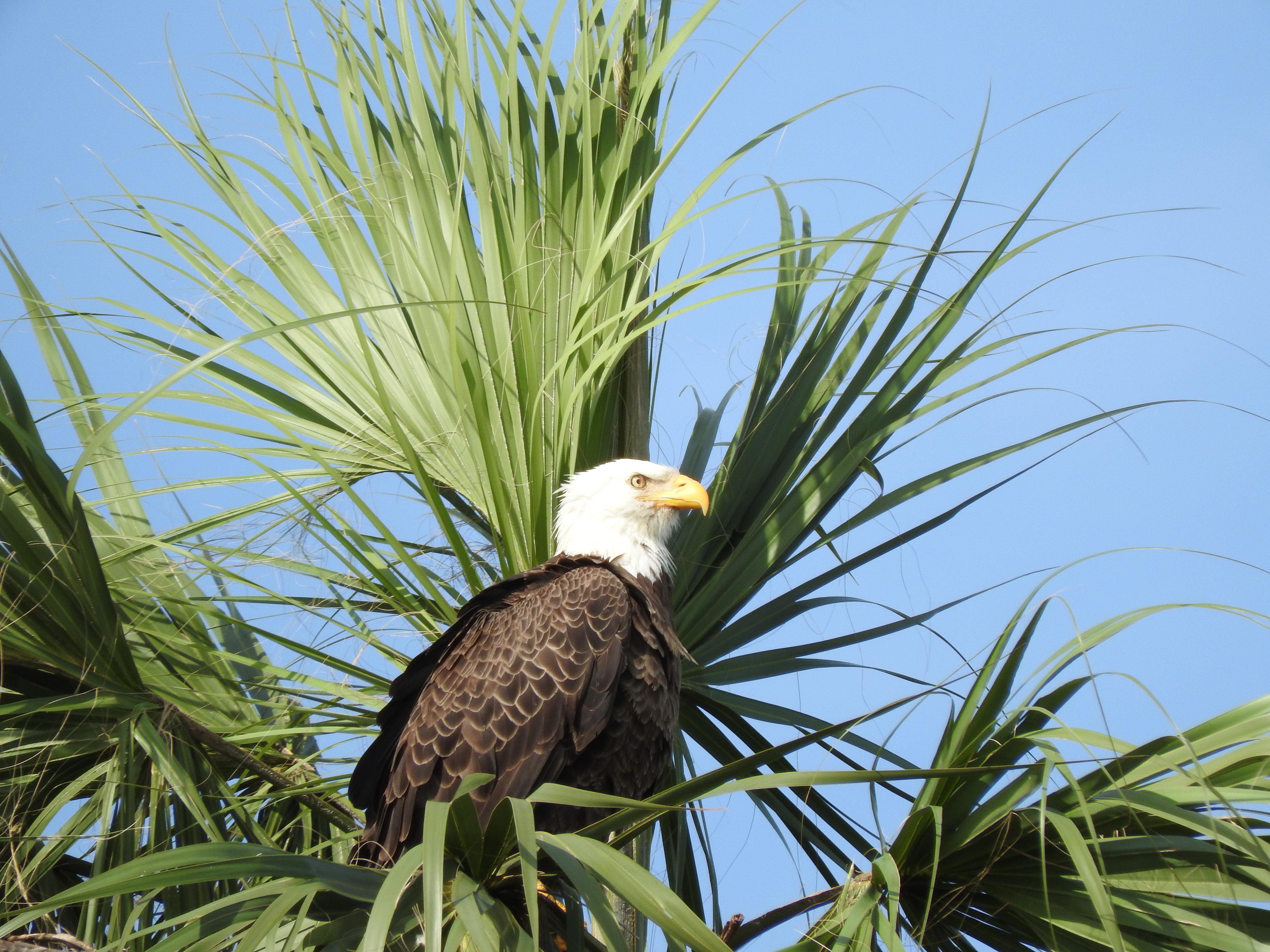 Everglades Day Safari from Fort Lauderdale
