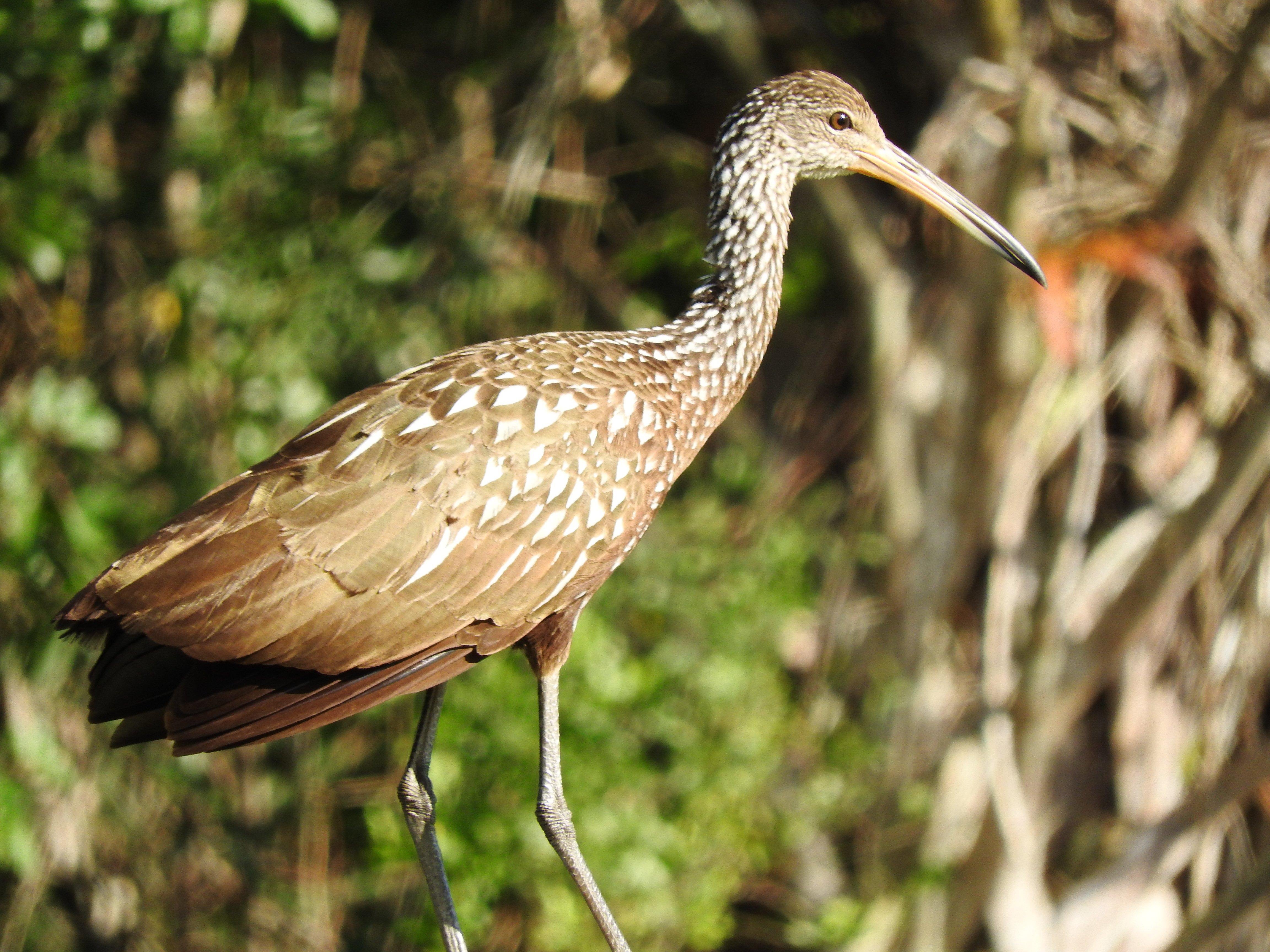Everglades Day Safari from Fort Lauderdale
