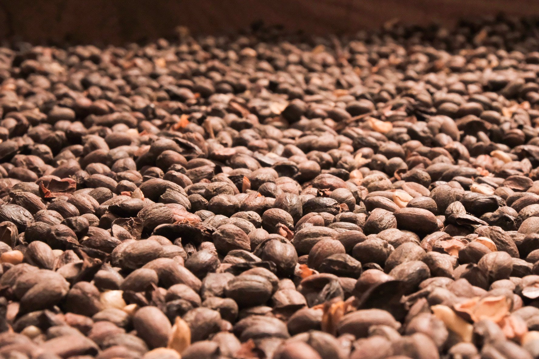 Alajuela Coffee Plantation Tour & Tasting at Doka Estate