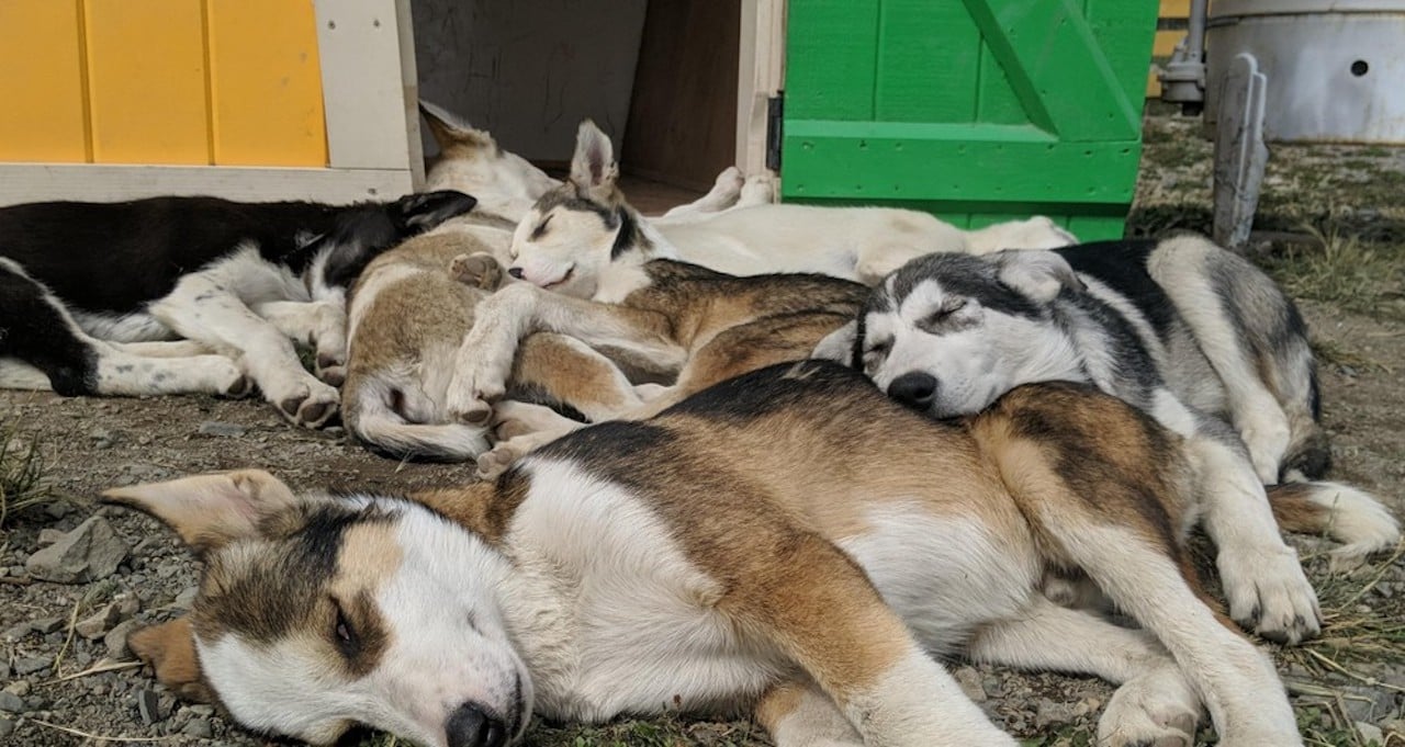 Skagway: Yukon, White Pass, & Husky Sled Camp Combo Tour