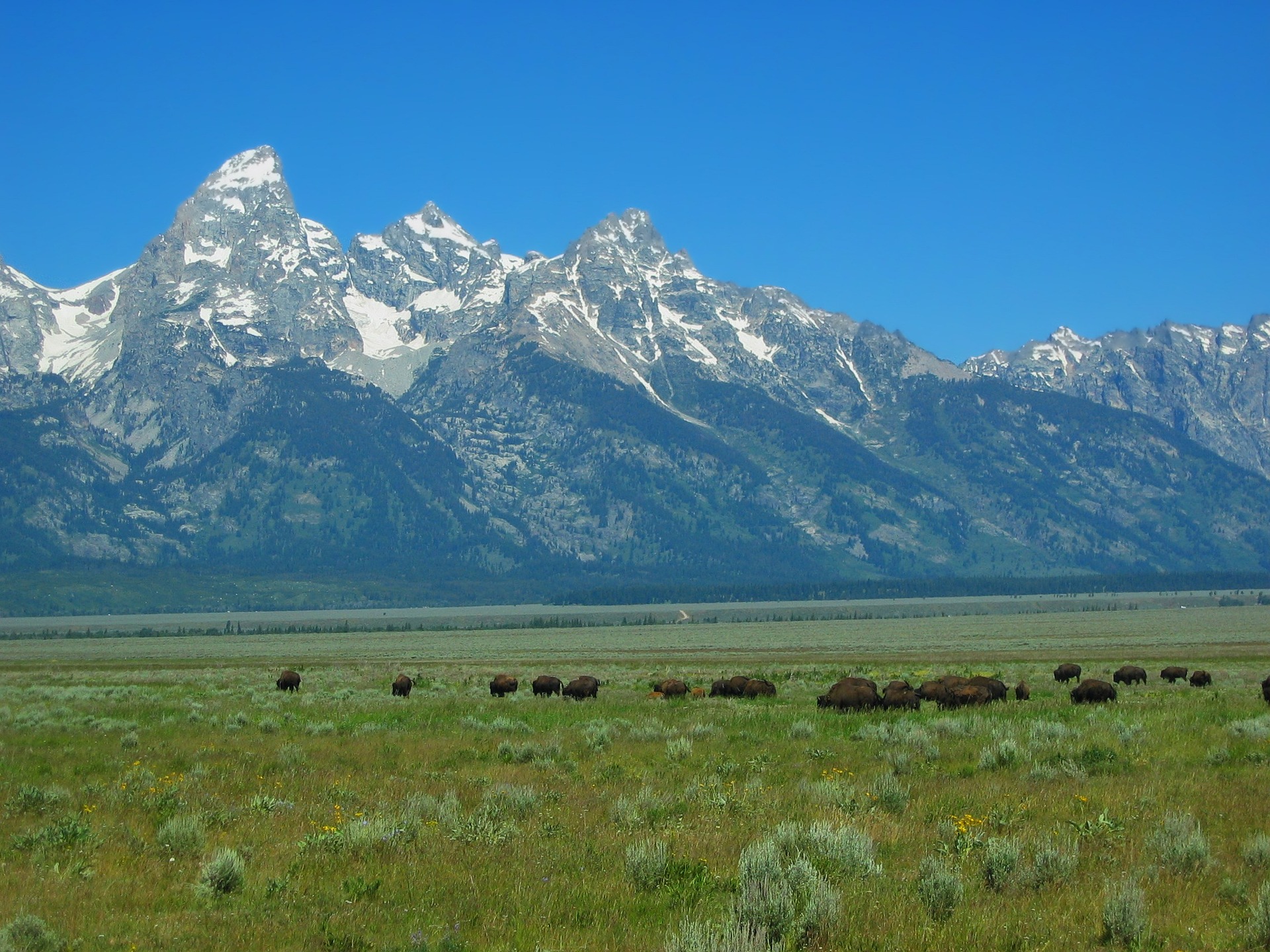 Grand Teton National Park Half-Day Expedition from Jackson