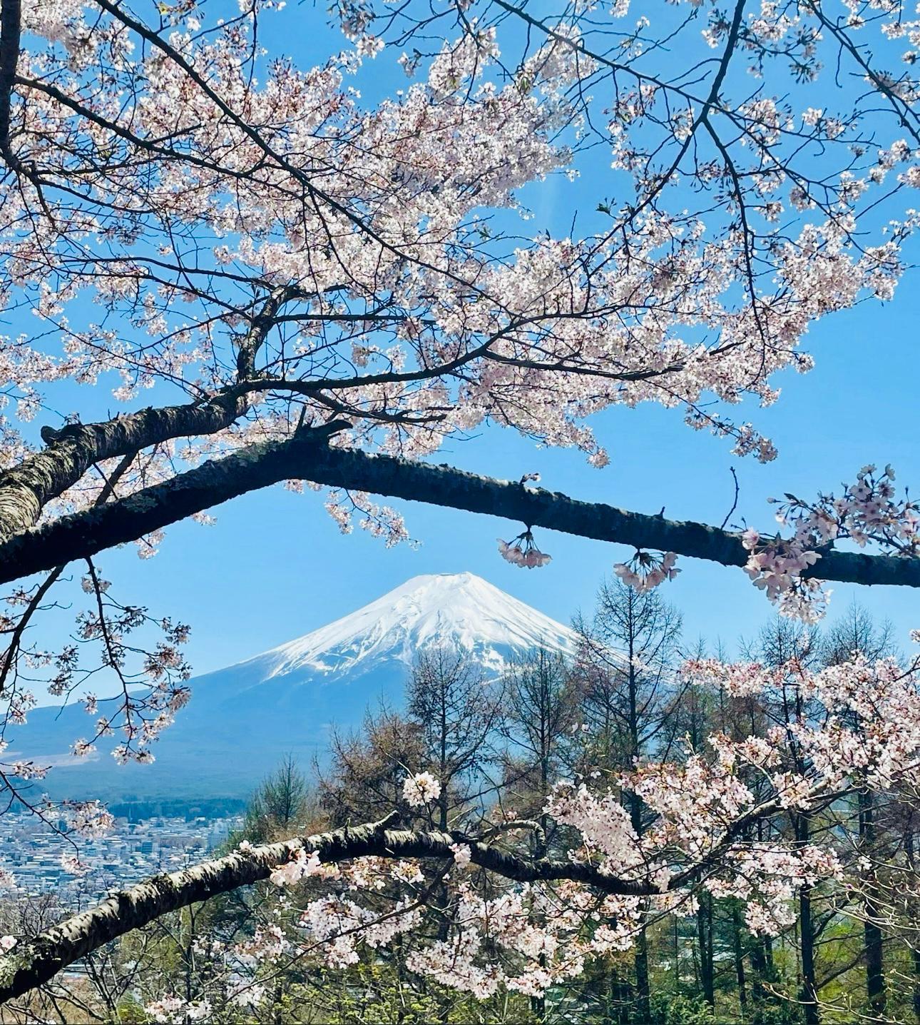 Private Mt. Fuji & Hakone Discovery Tour