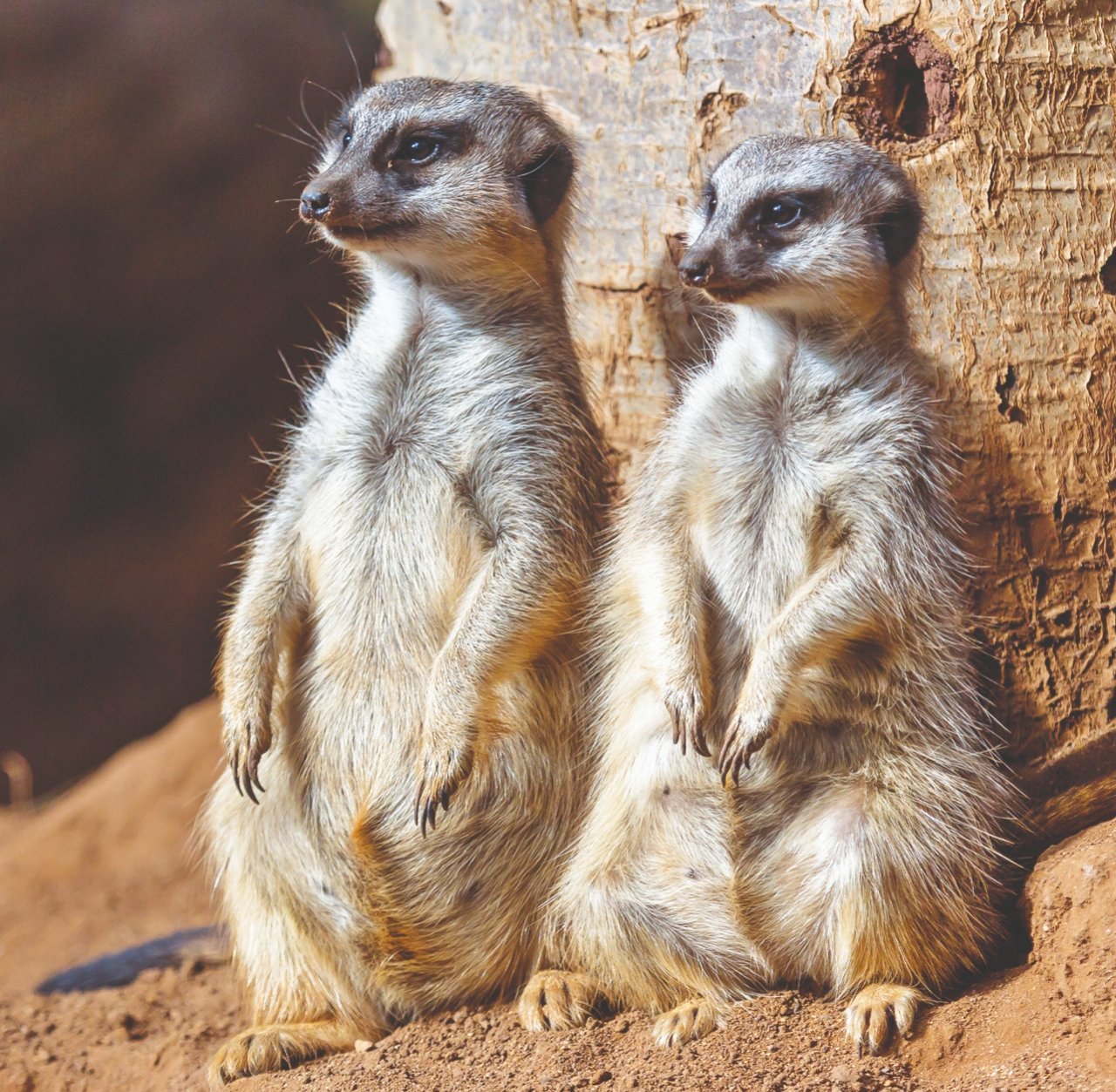 Loro Parque Tenerife Official Entry Ticket