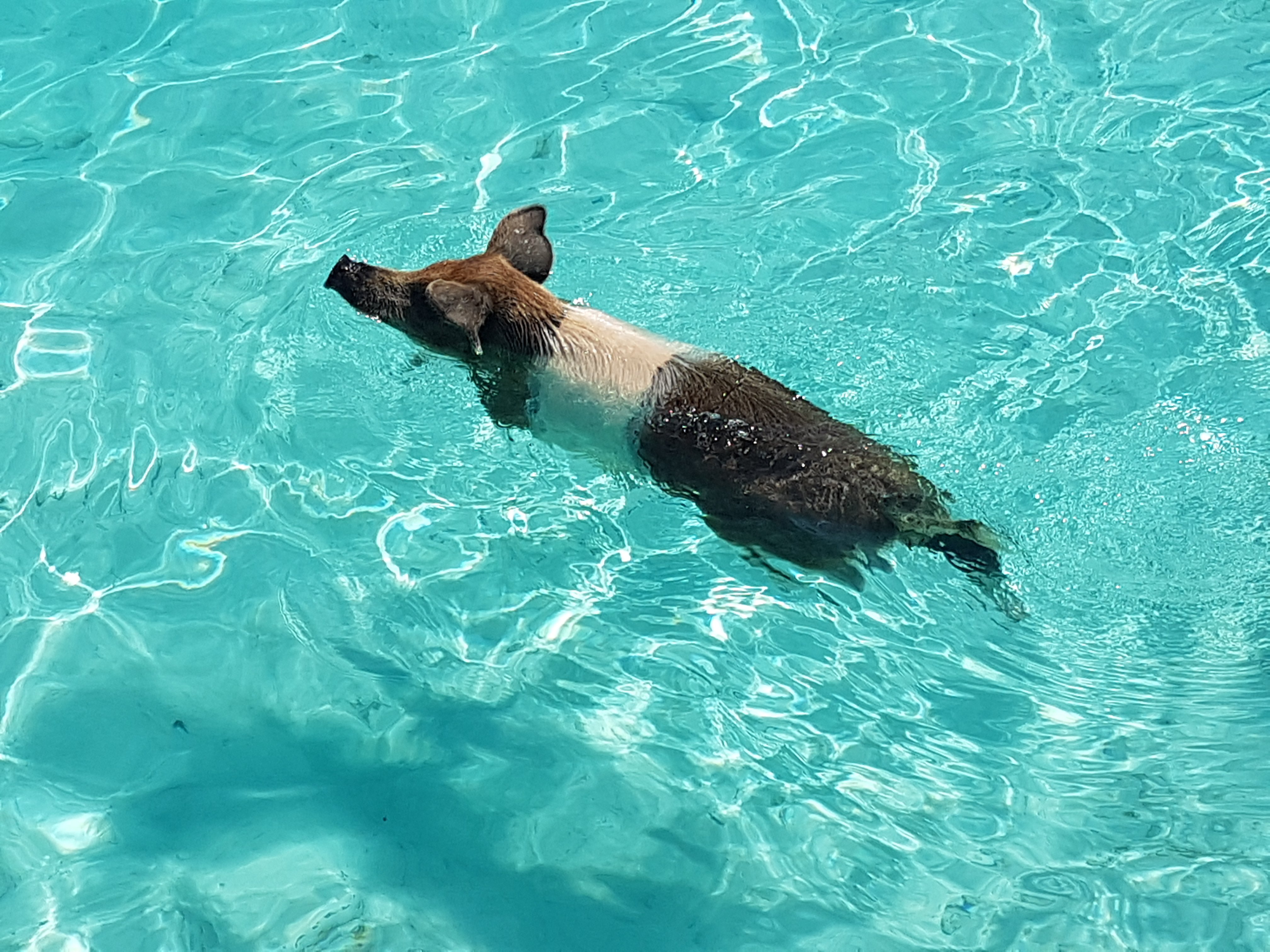Rose Island Snorkeling Adventure with Swimming Pigs & Turtles