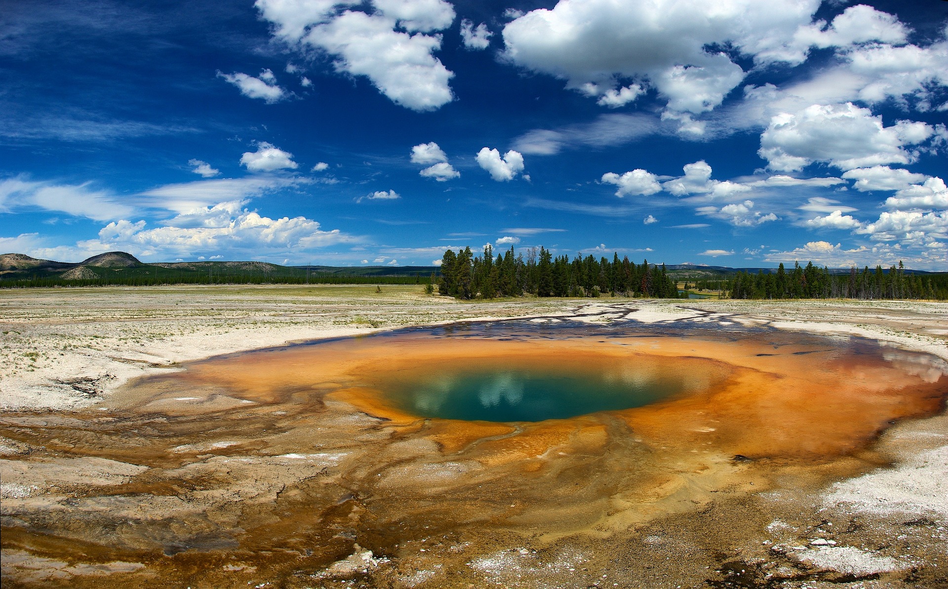 Yellowstone Lower Loop Day Trip from Jackson with Lunch