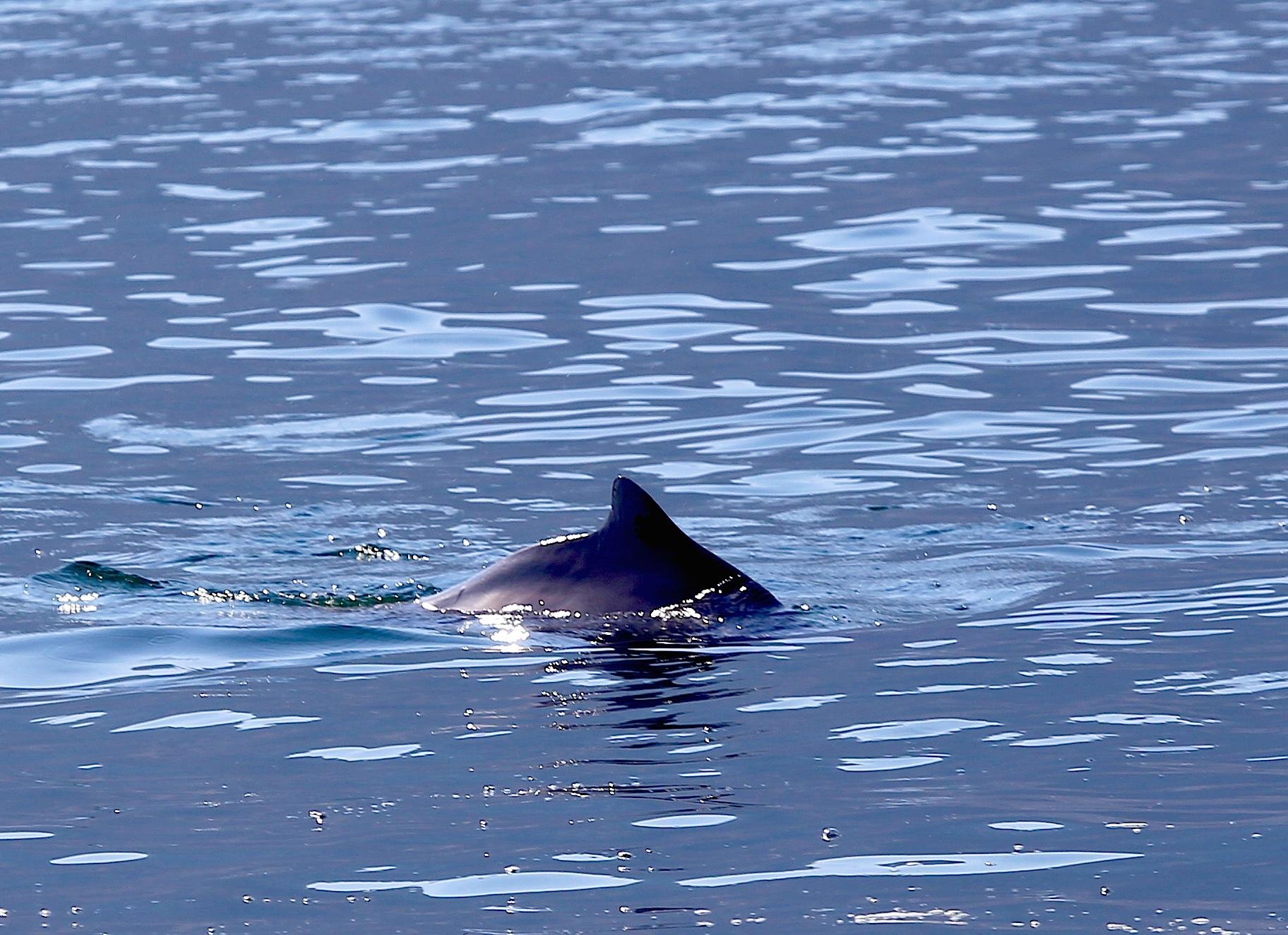 Musandam Fjords Dhow Cruise with Buffet Lunch from Khasab