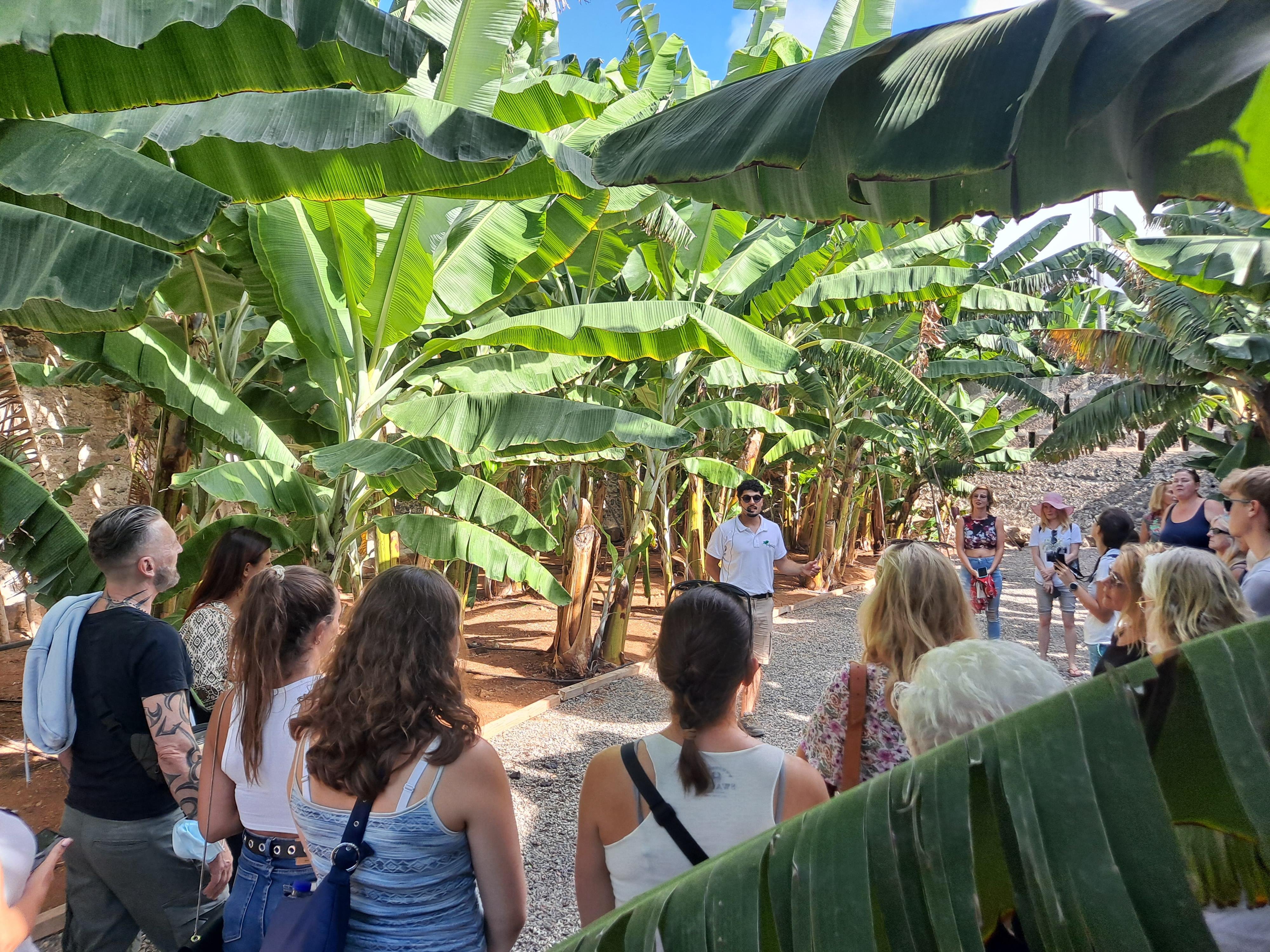 Banana Plantation Tour & Tasting at Mundo Del Plátano