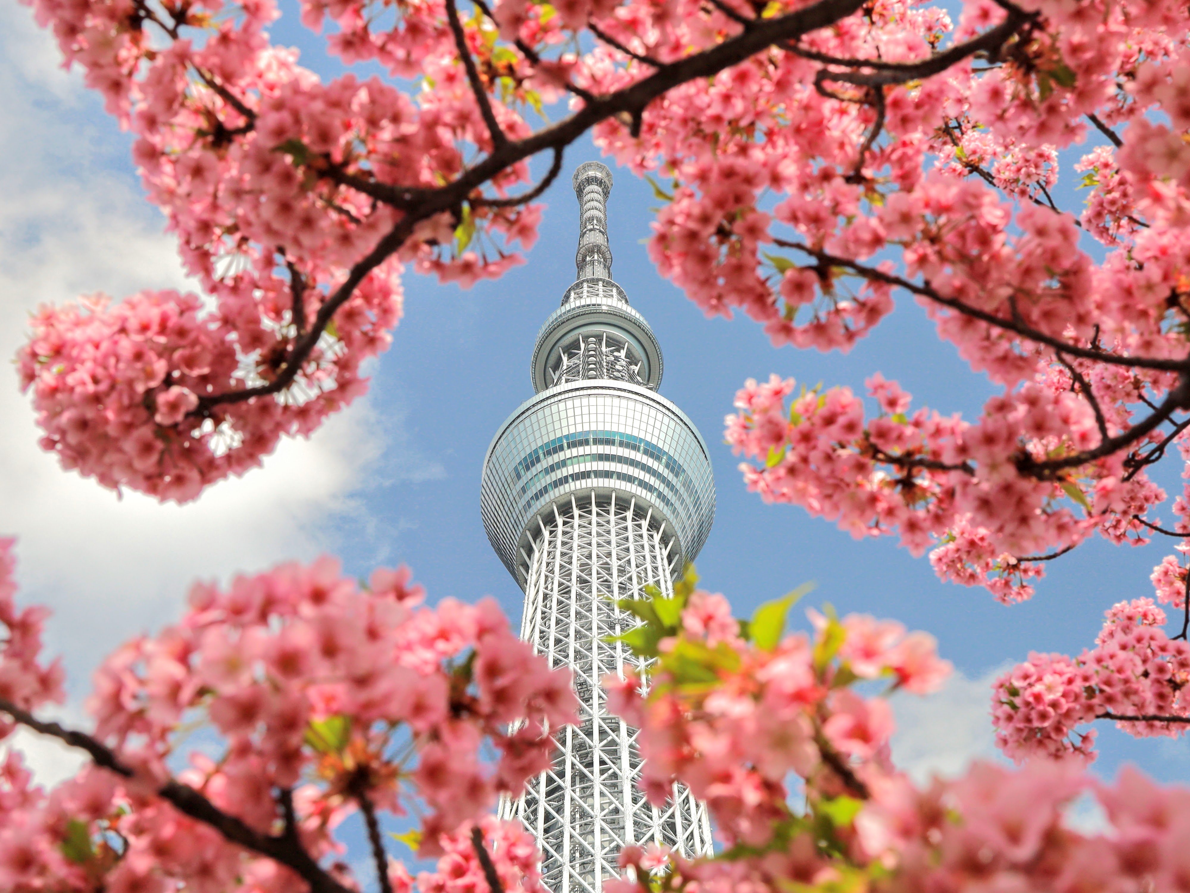 Tokyo Full-Day Highlights Bus Tour with Skytree & Bay Cruise