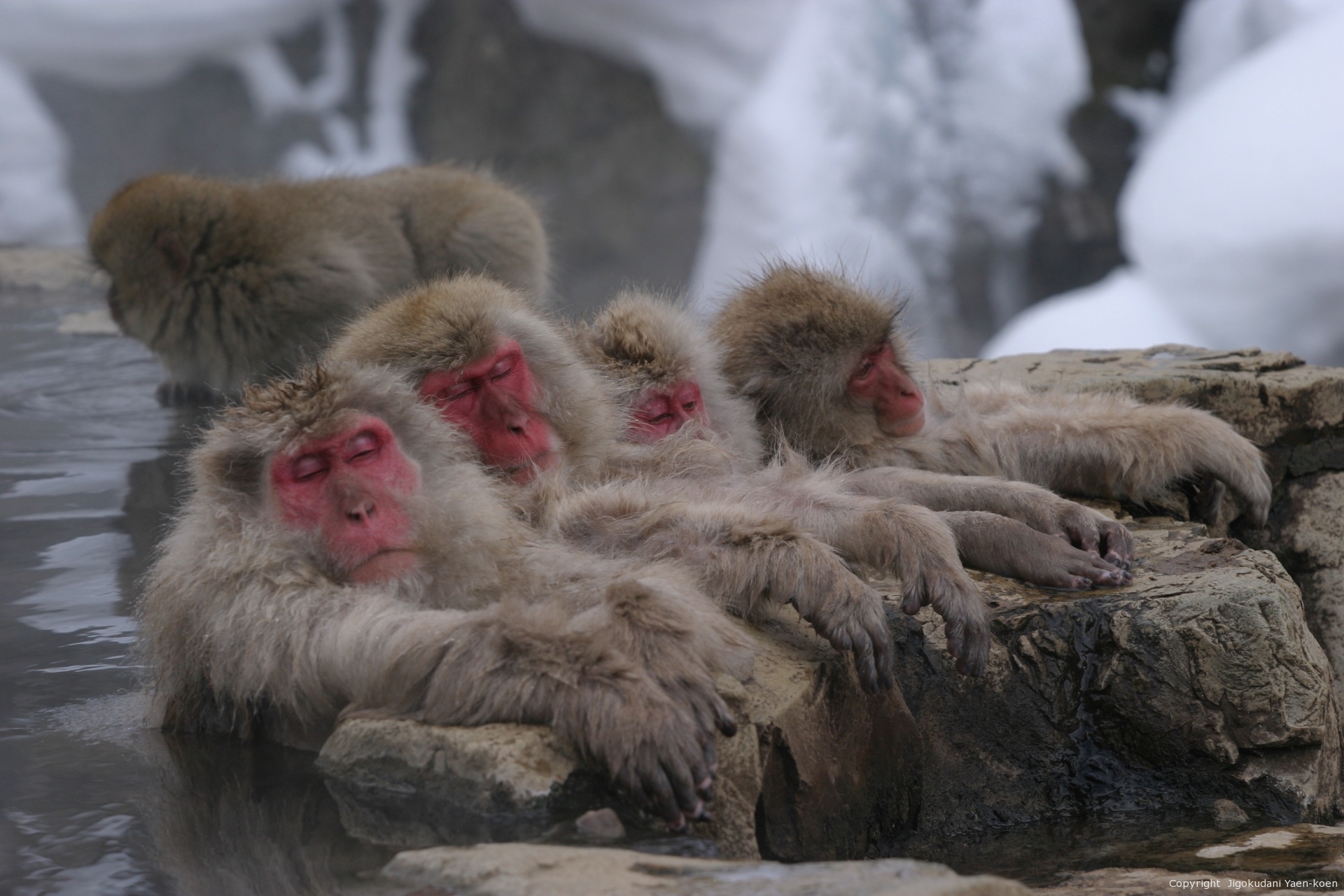 Tokyo Day Trip: Snow Monkeys & Beef Sukiyaki Lunch in Nagano