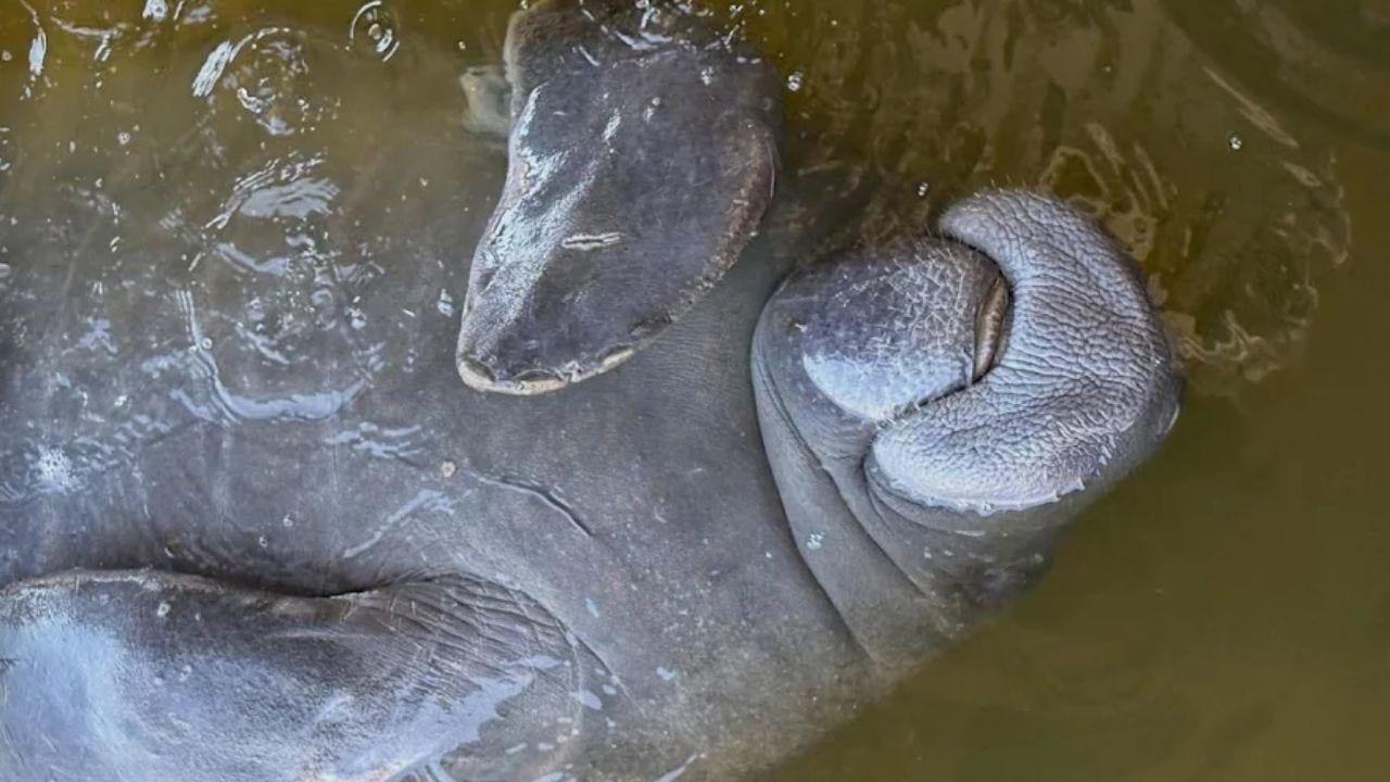 Banana River Dolphin & Manatee Pontoon Tour