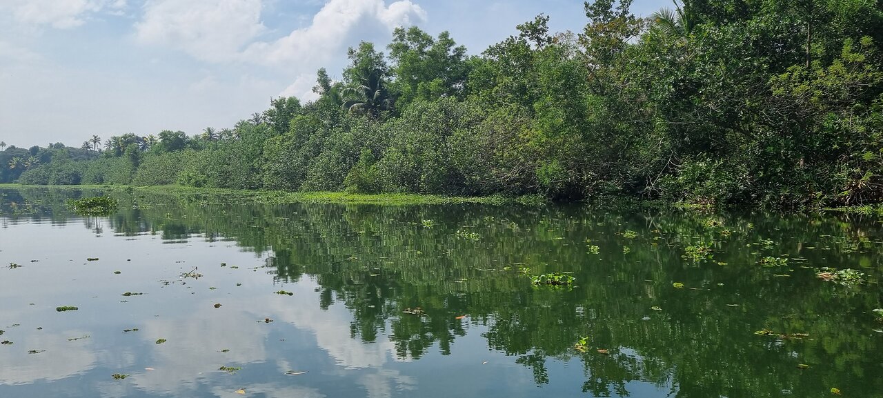 Cochin Backwater Village Eco-Boat Tour