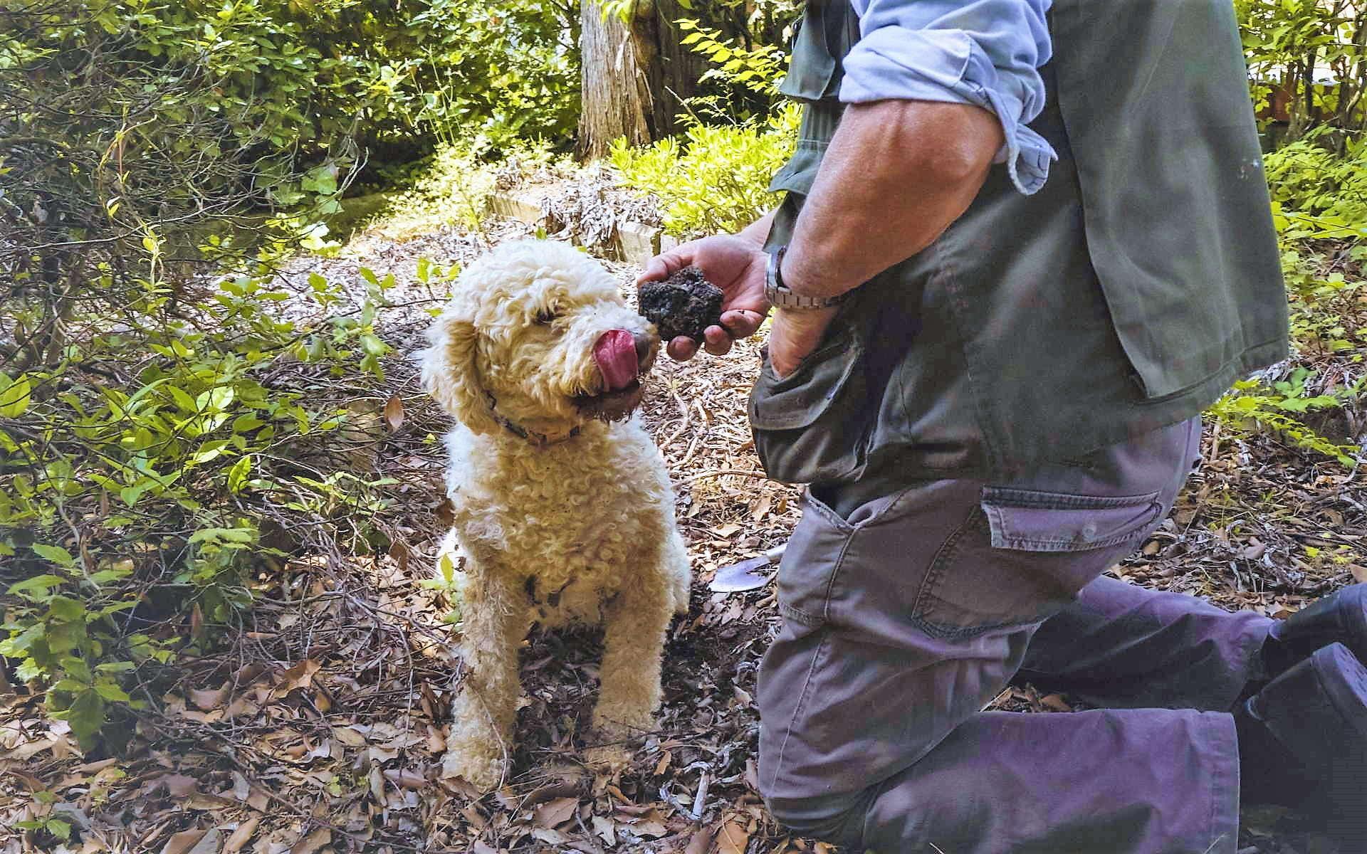 Tuscan Truffle Hunt & Farm Lunch in Trequanda