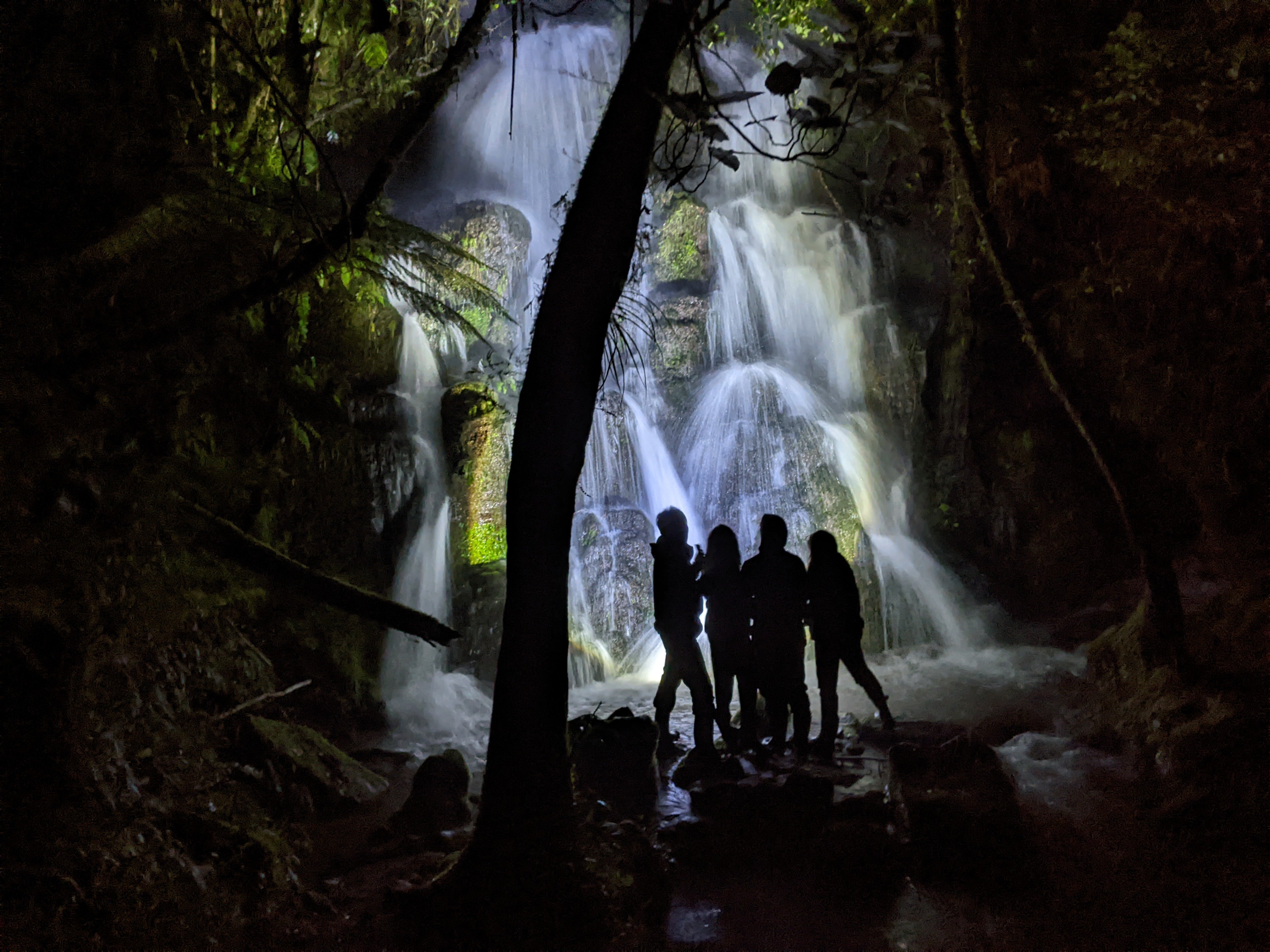 Rotorua Nocturnal Glow-Worm Forest Tour