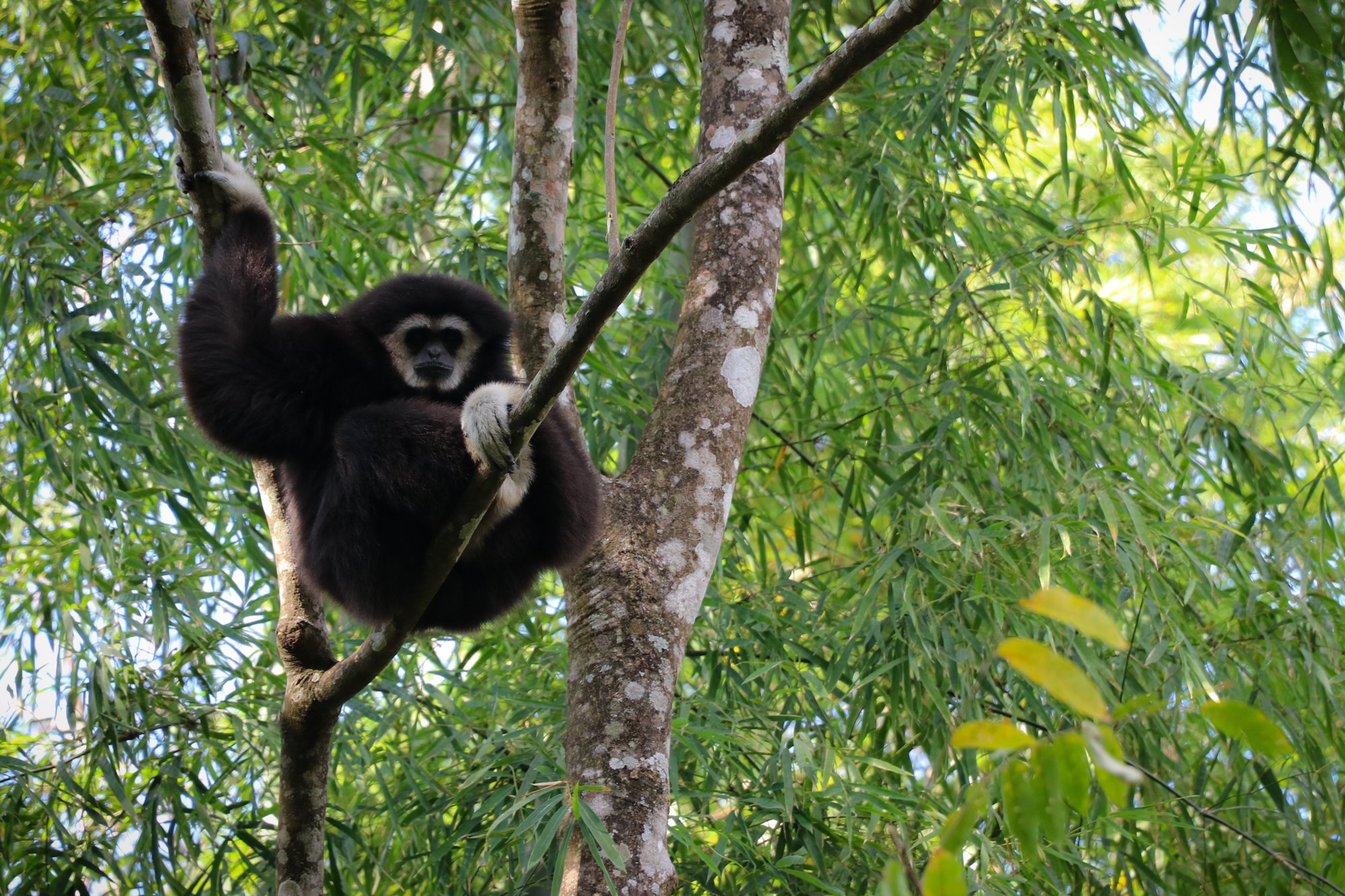 Chiang Mai Gibbons, Waterfall & Jungle Trek in Mae Kampong