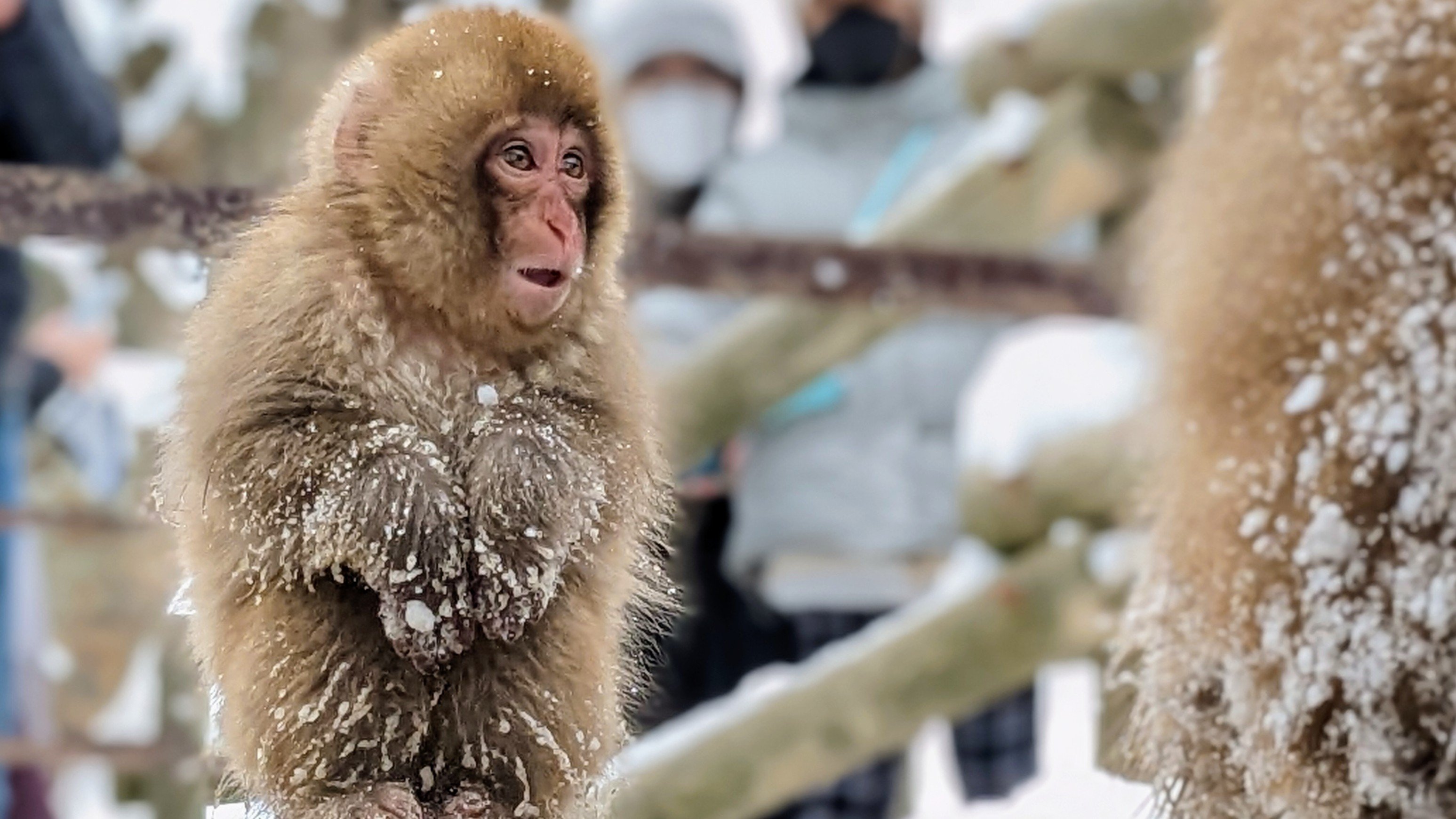 Tokyo Day Trip: Snow Monkeys & Beef Sukiyaki Lunch in Nagano