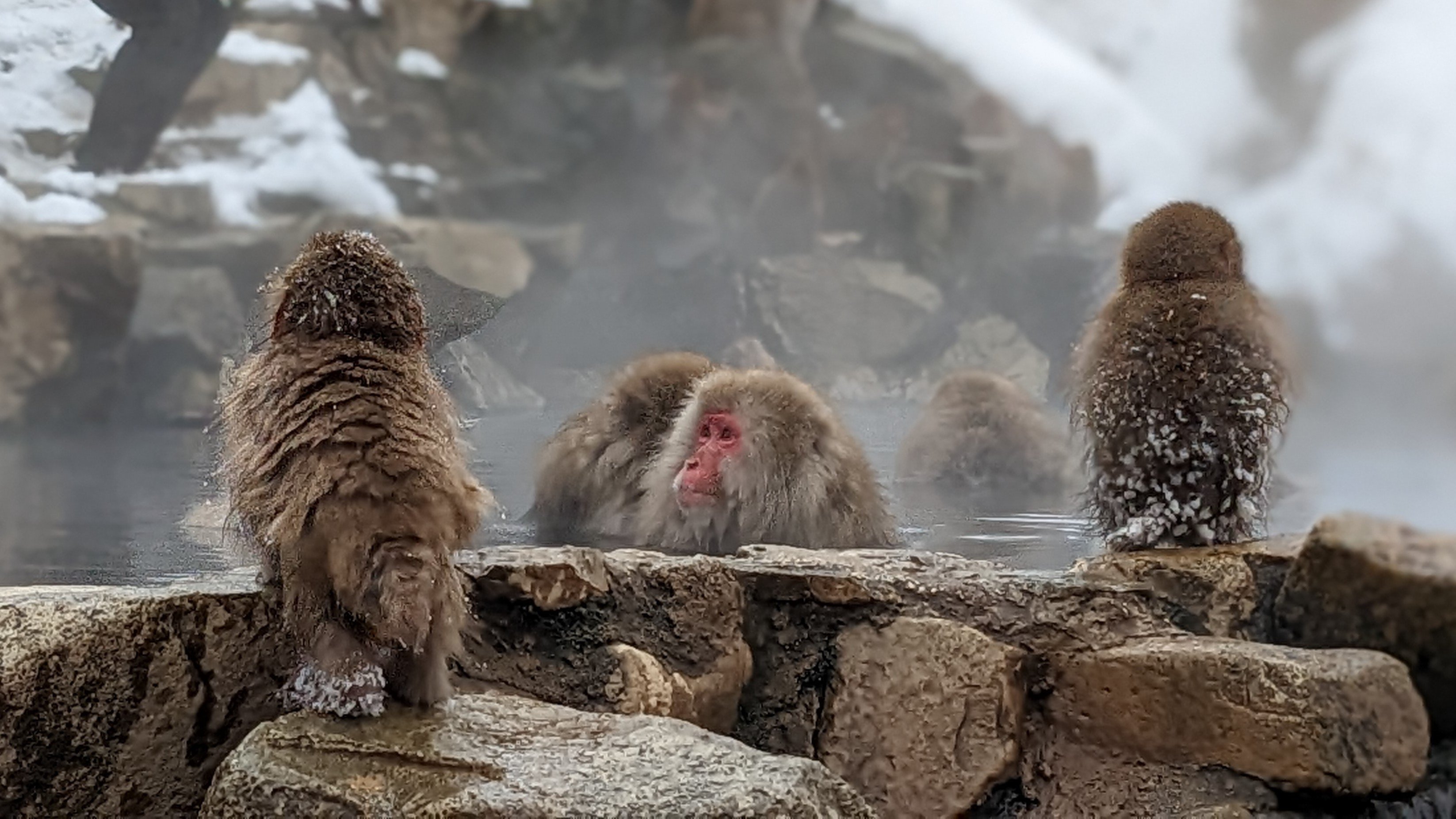 Tokyo Day Trip: Snow Monkeys & Beef Sukiyaki Lunch in Nagano