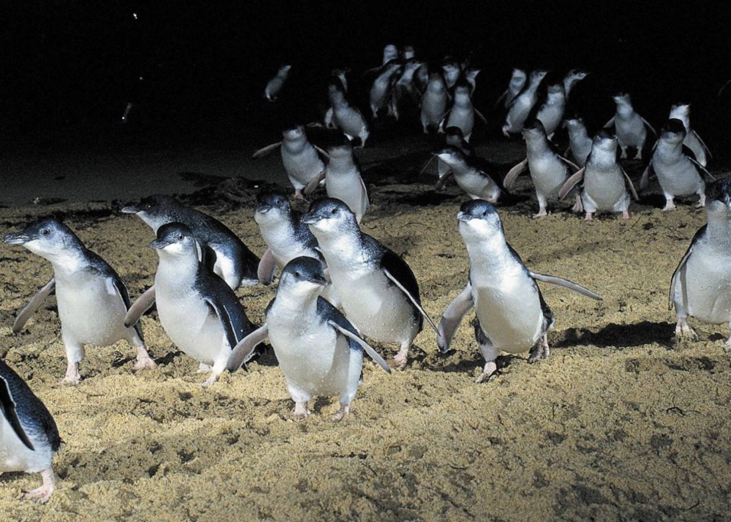 Phillip Island Wildlife & Penguin Parade Day Tour