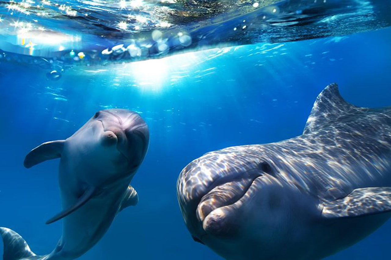 Gran Canaria Dolphin & Whale Watching Cruise