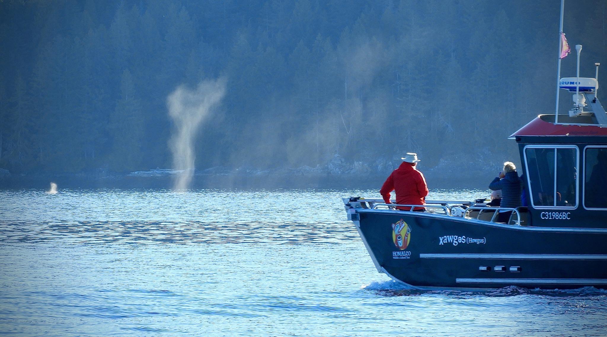Salish Sea Whale Watching Adventure