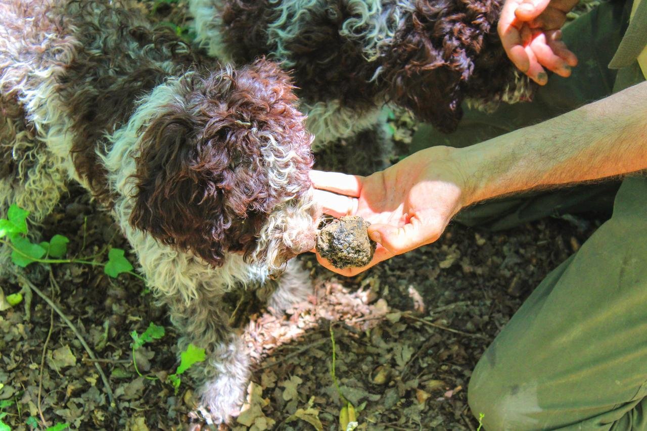 Tuscany truffle hunting tour with dogs and lunch — image 2