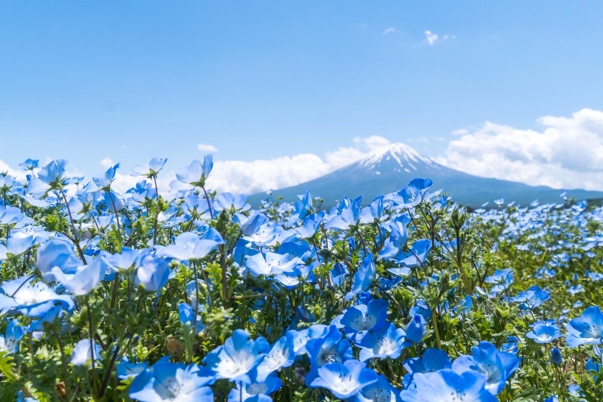 Mount Fuji Day Tour: Chureito Pagoda, Lake Kawaguchi & Oshino Hakkai