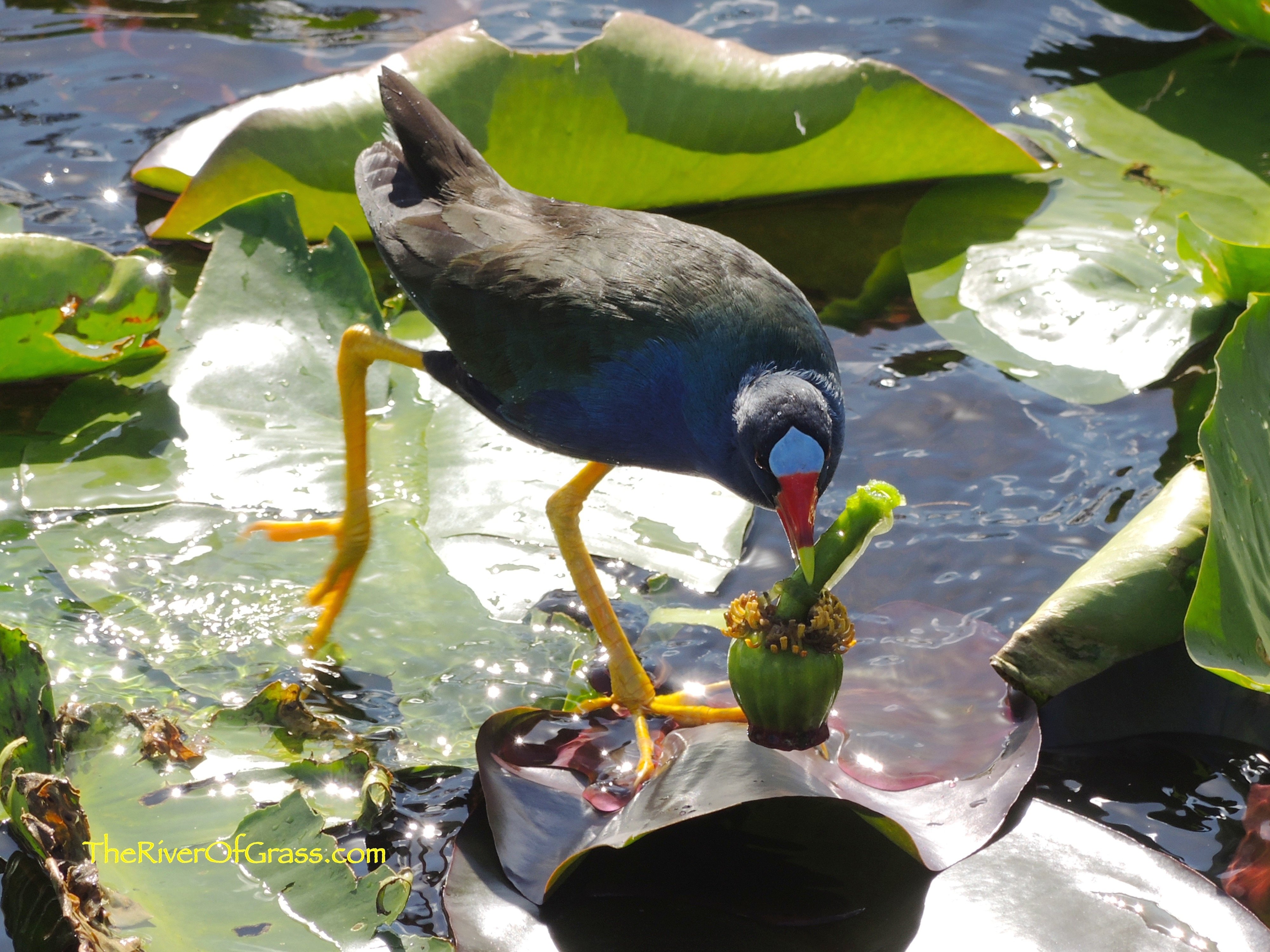Intimate Everglades Airboat Eco-Tour