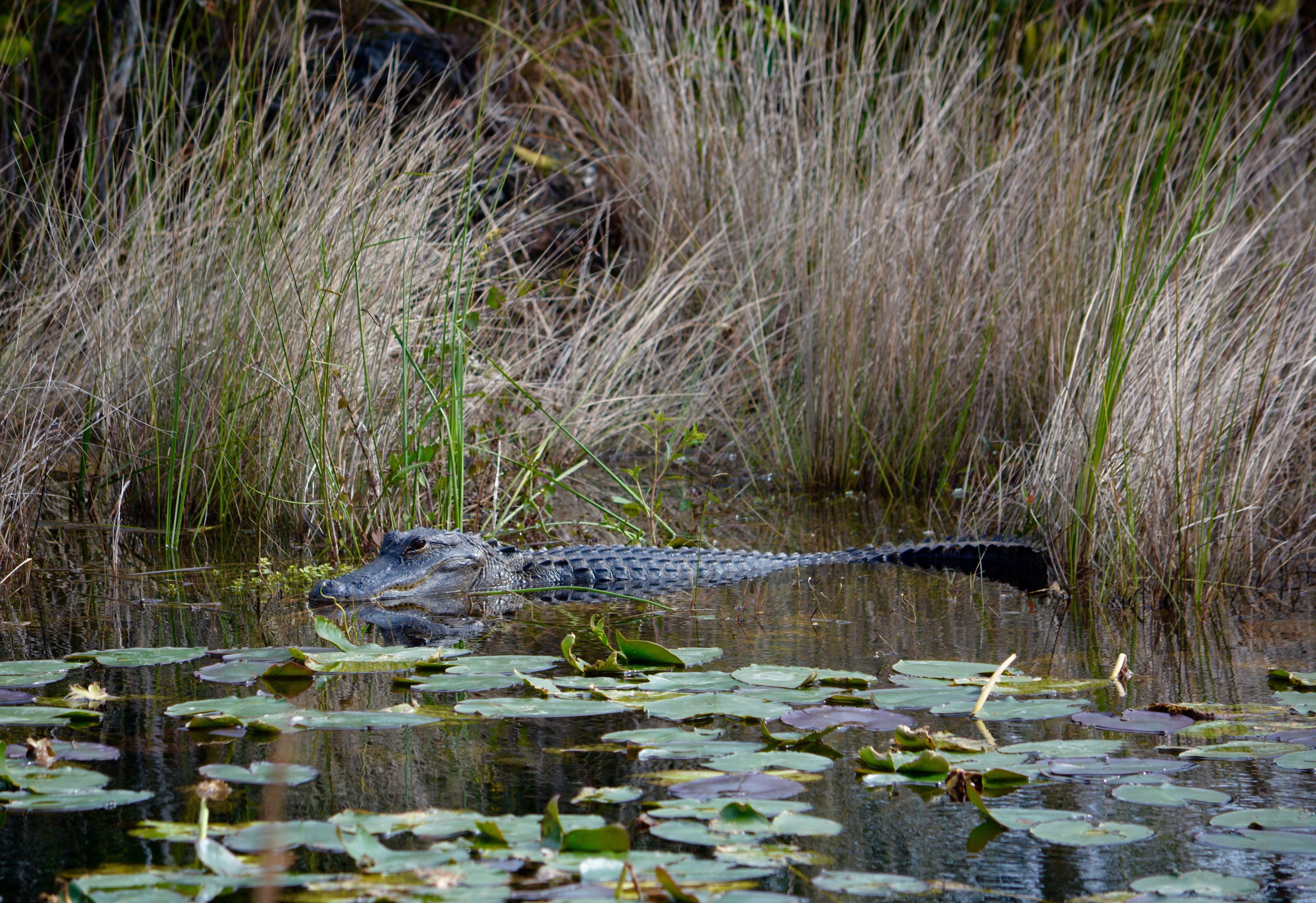 Intimate Everglades Airboat Eco-Tour