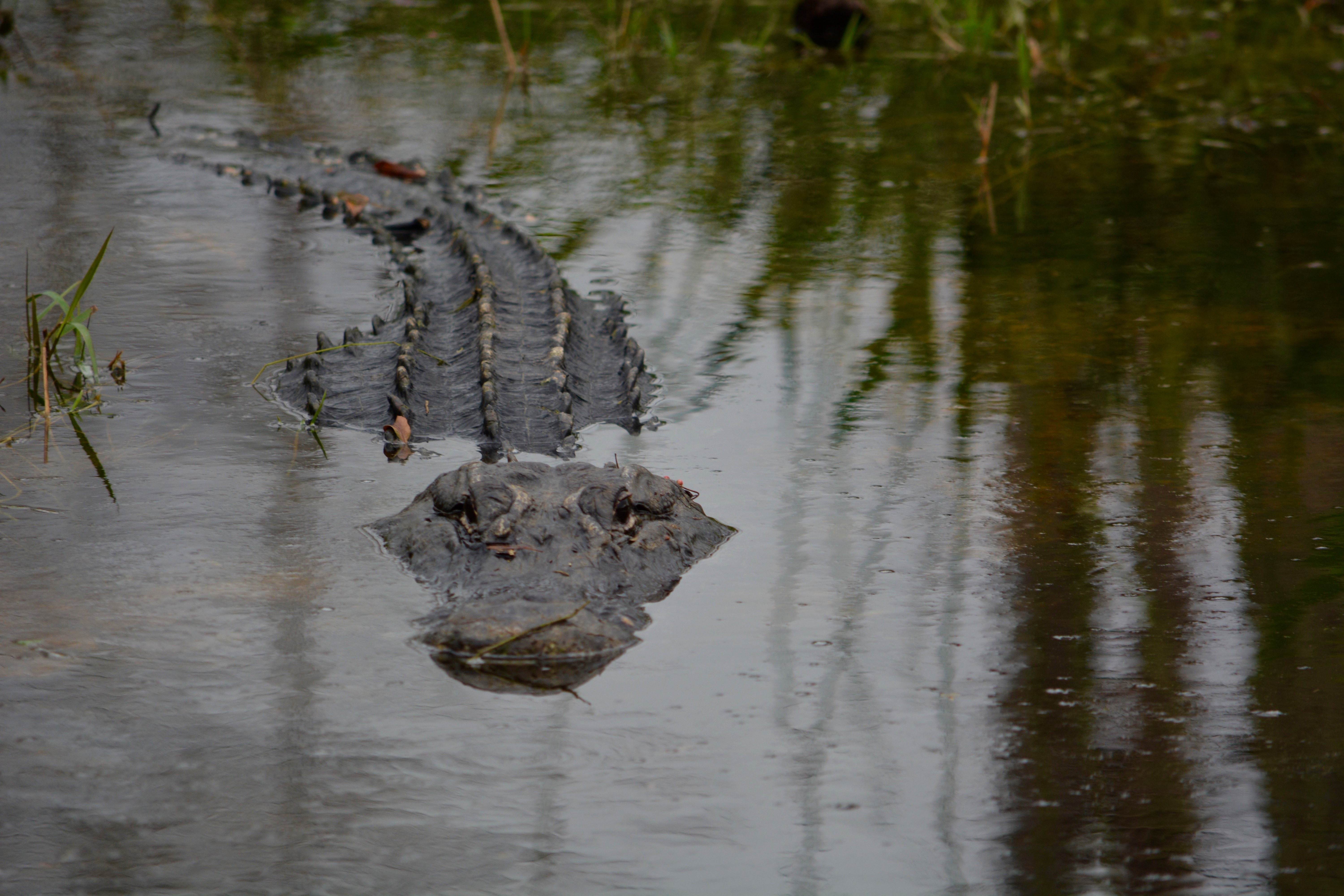 Intimate Everglades Airboat Eco-Tour