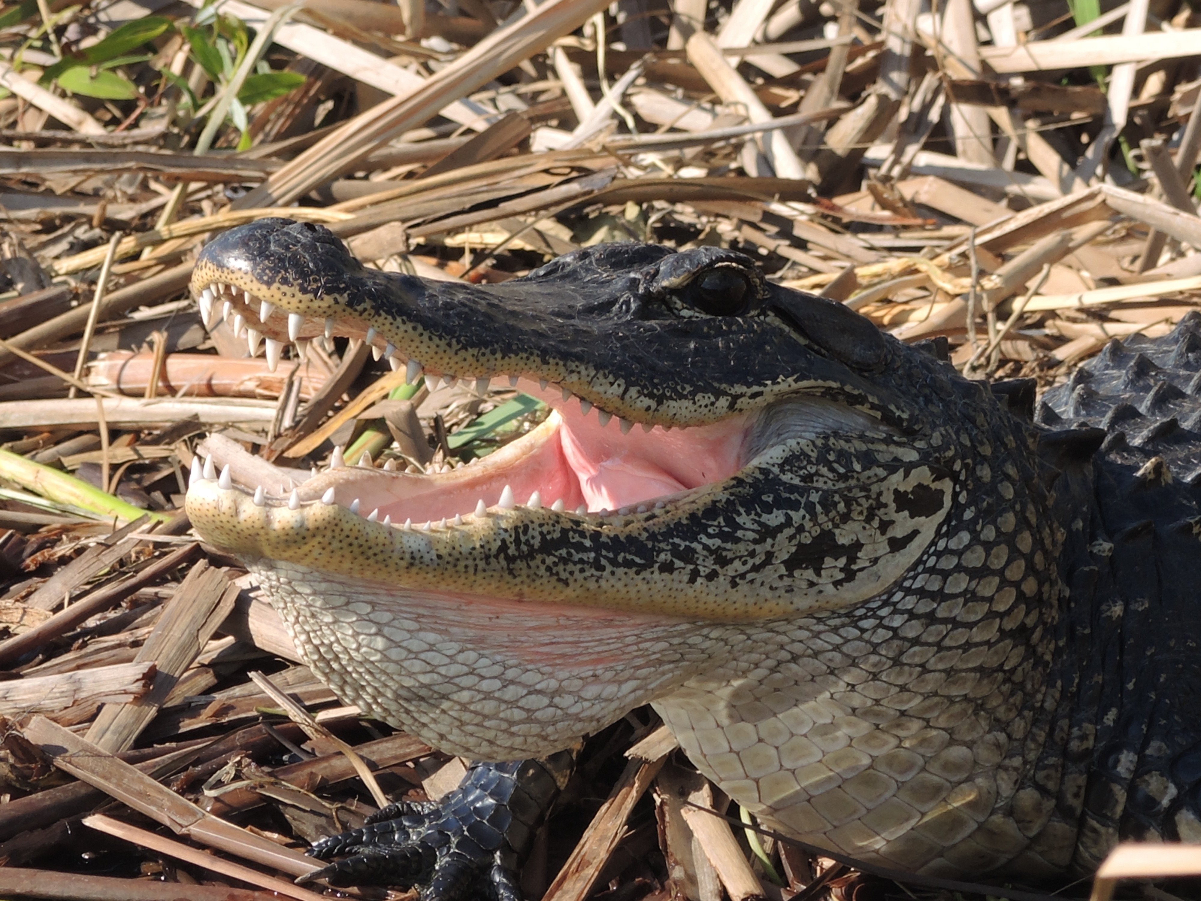 Intimate Everglades Airboat Eco-Tour