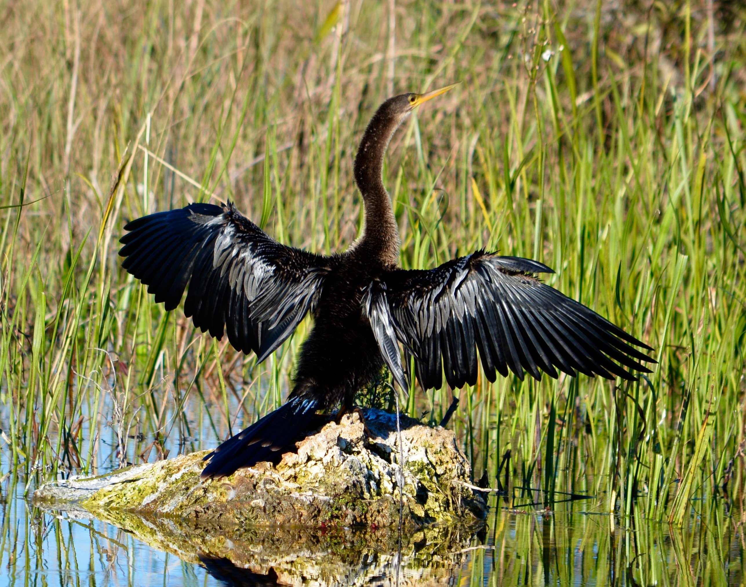 Intimate Everglades Airboat Eco-Tour