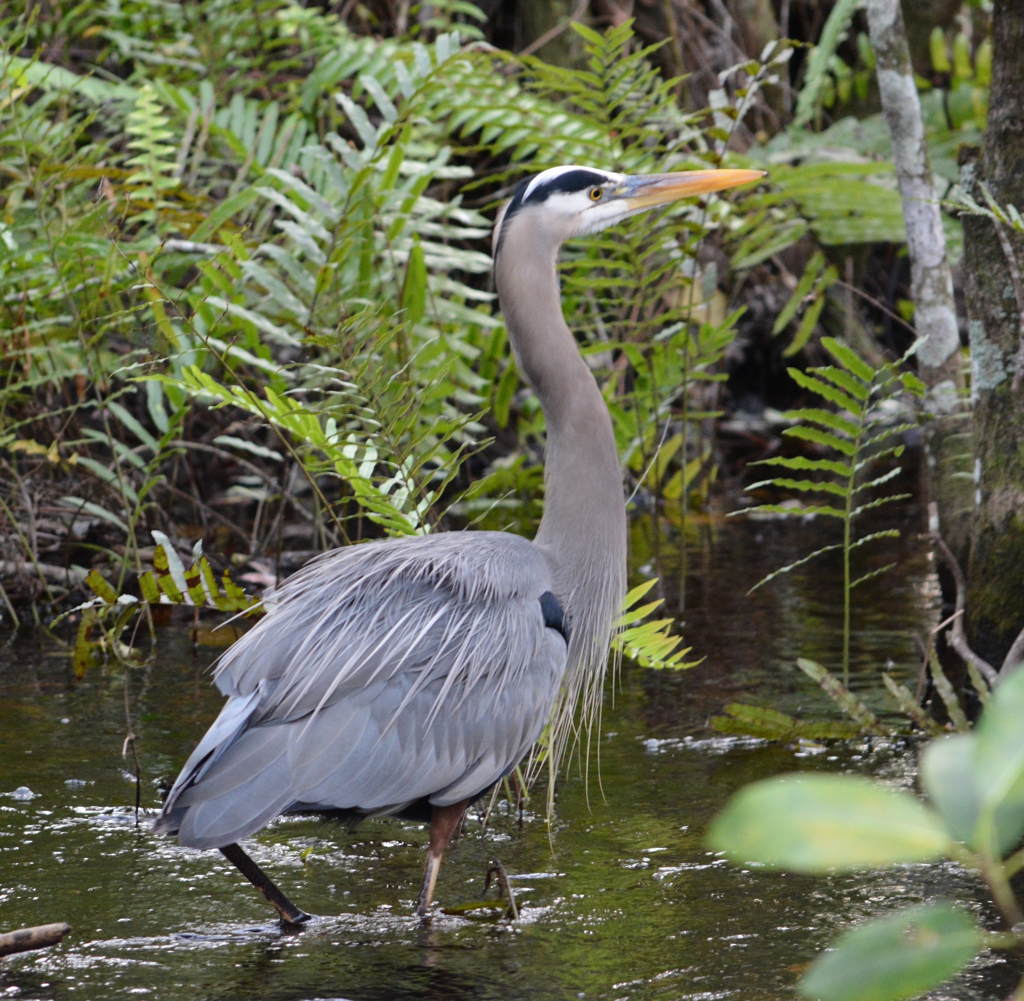 Intimate Everglades Airboat Eco-Tour
