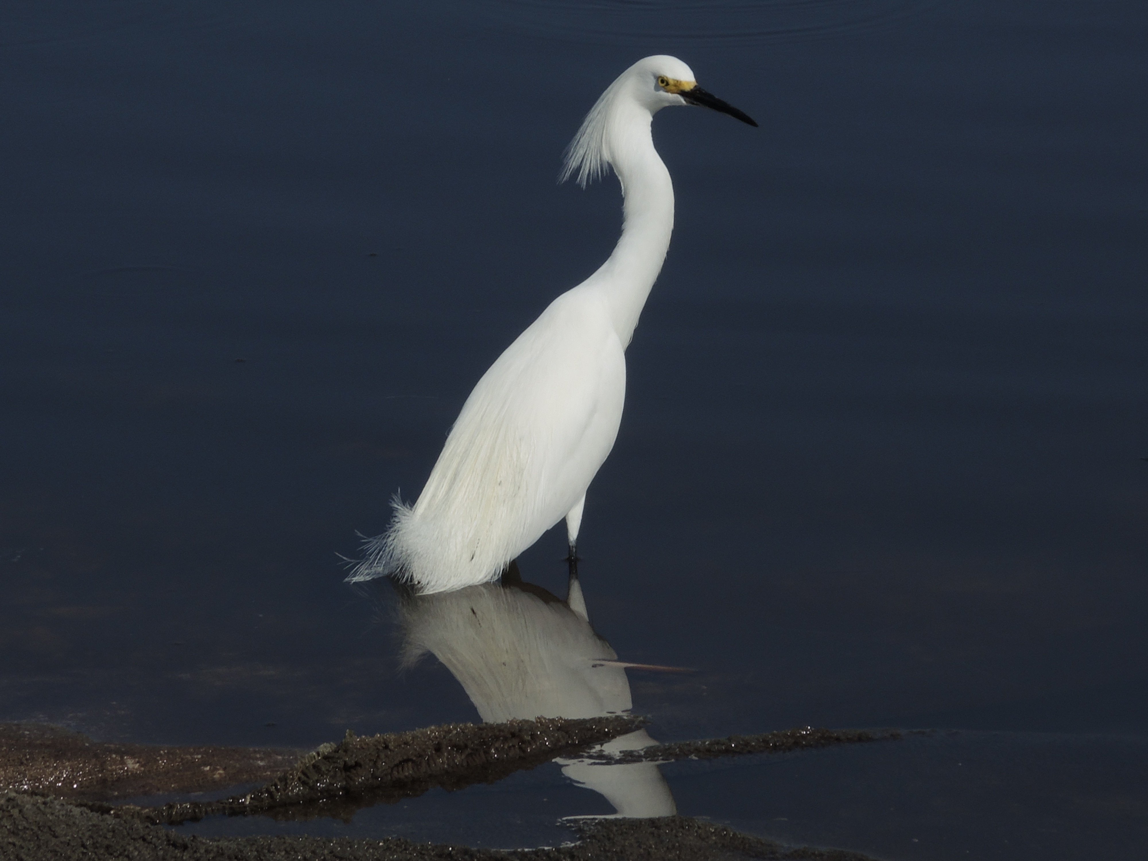 Intimate Everglades Airboat Eco-Tour
