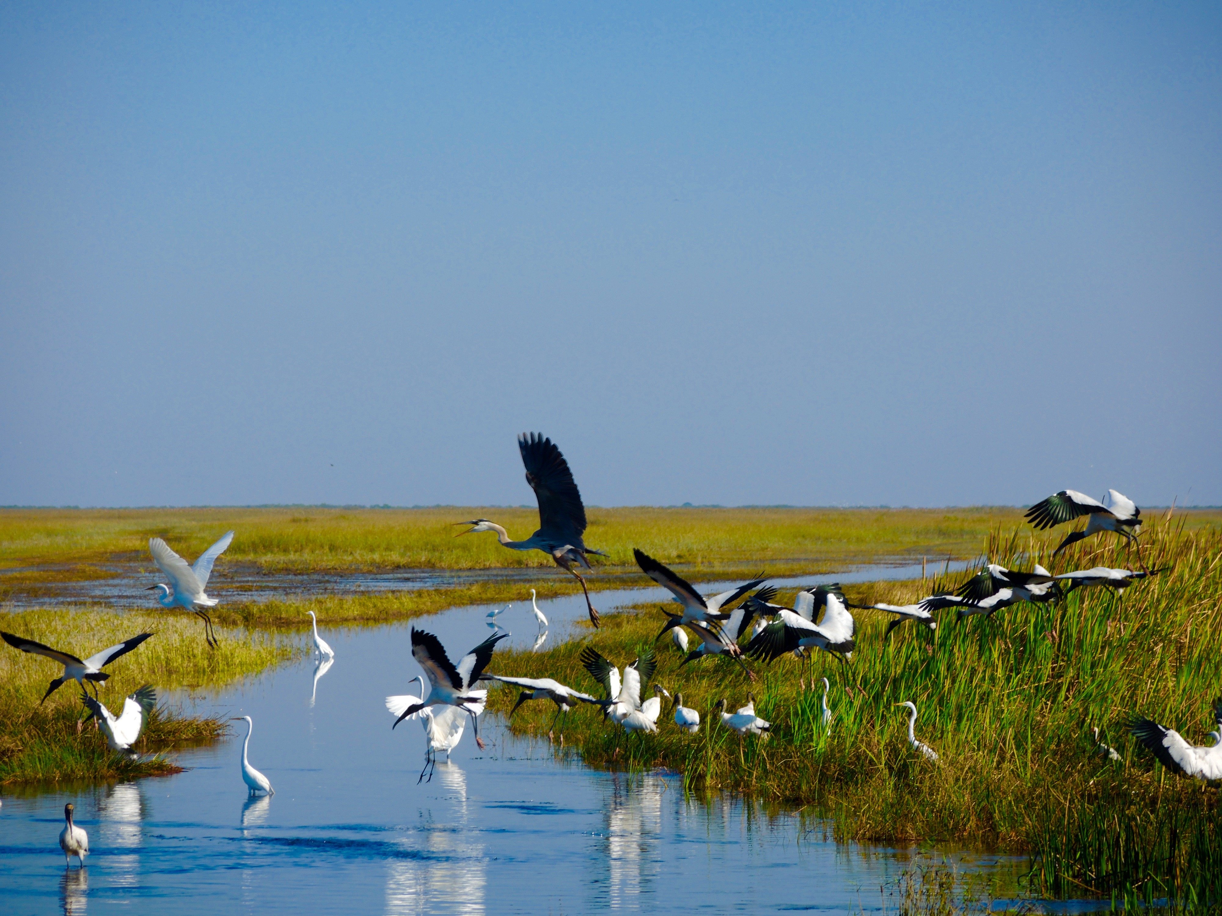 Intimate Everglades Airboat Eco-Tour