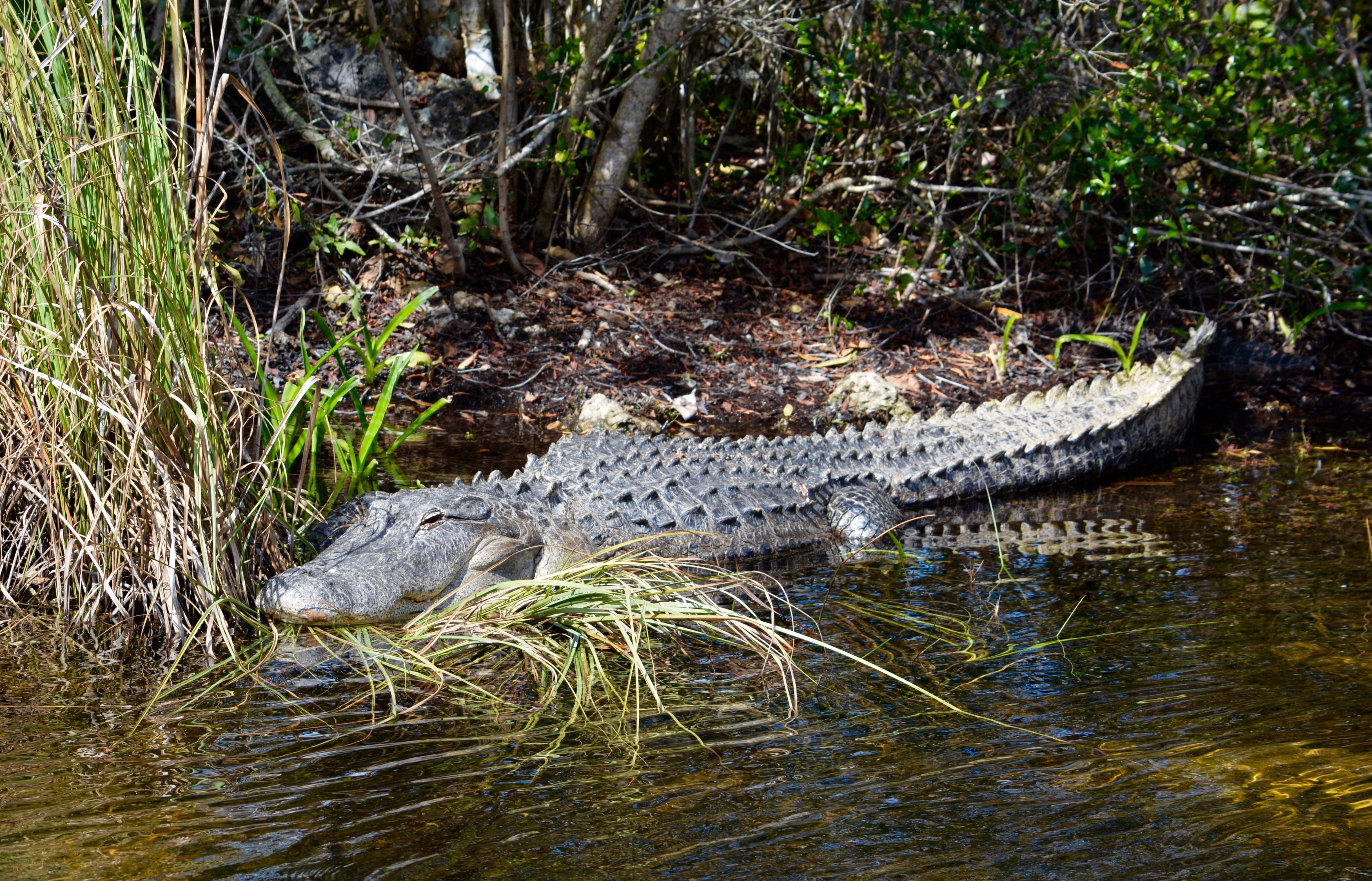 Intimate Everglades Airboat Eco-Tour