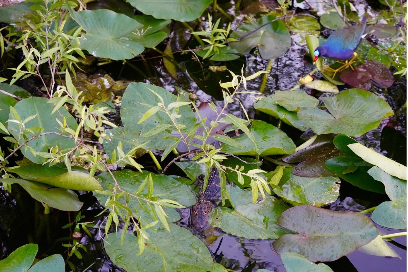 Intimate Everglades Airboat Eco-Tour