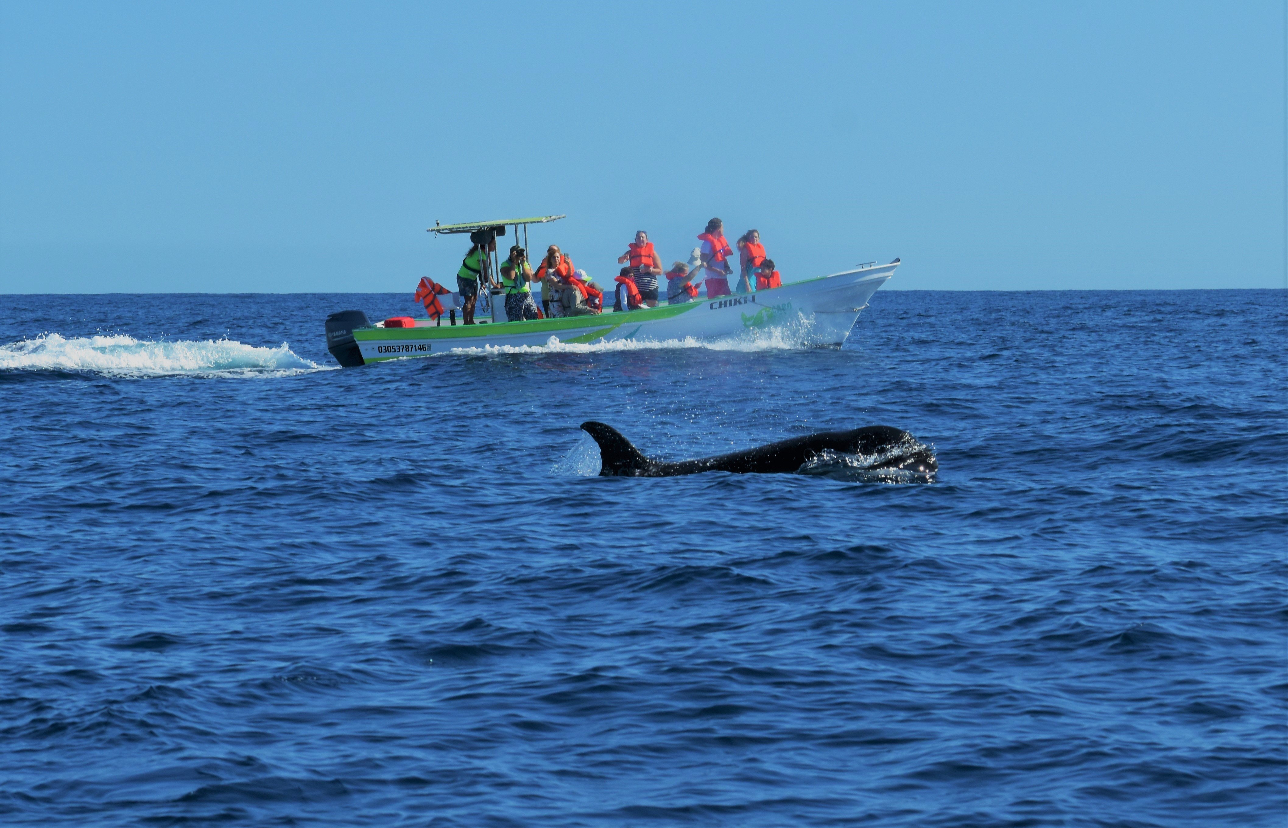 Cabo Whale Watching with All-Female Crew & Marine Biologist