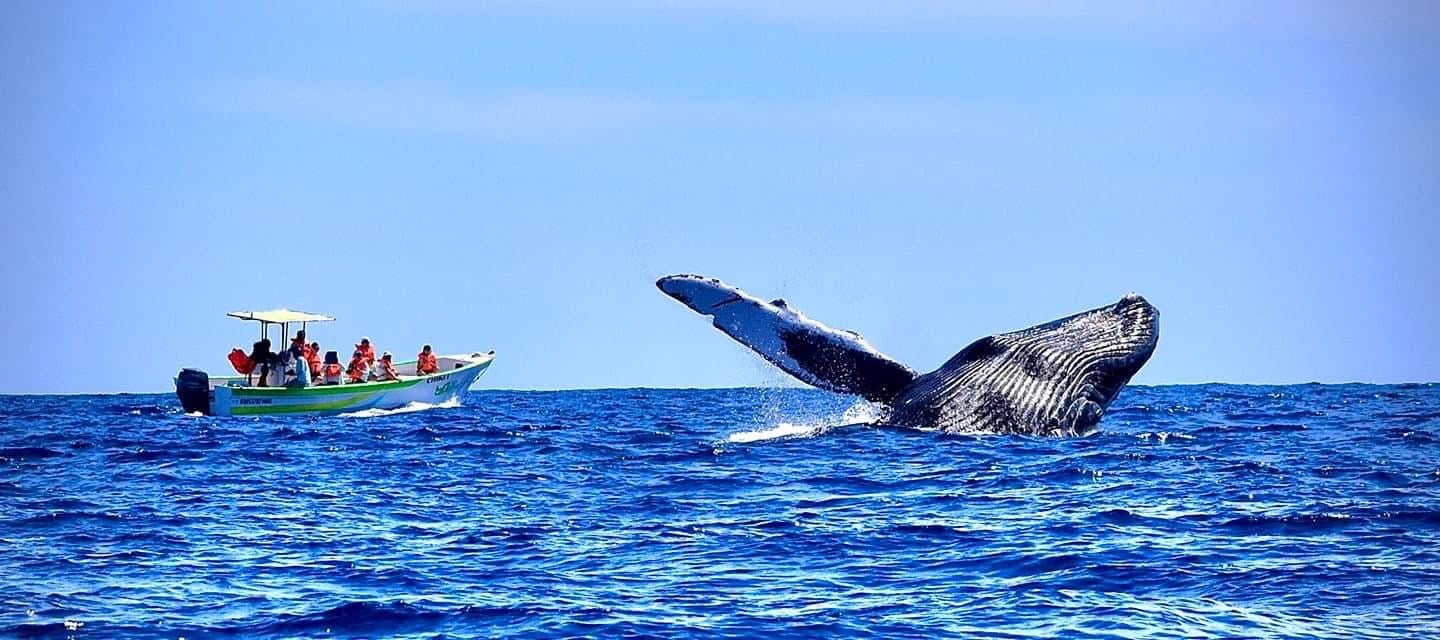 Cabo Whale Watching with All-Female Crew & Marine Biologist