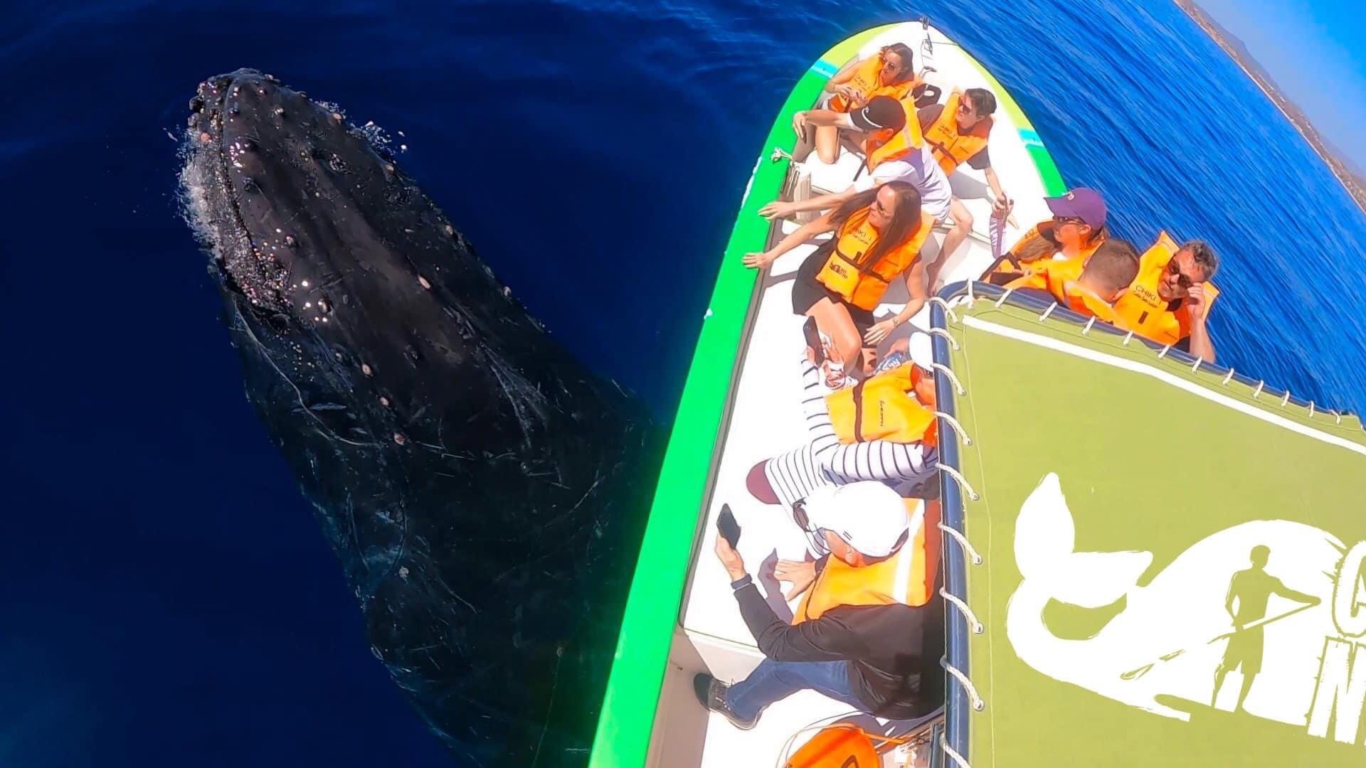Cabo Whale Watching with All-Female Crew & Marine Biologist