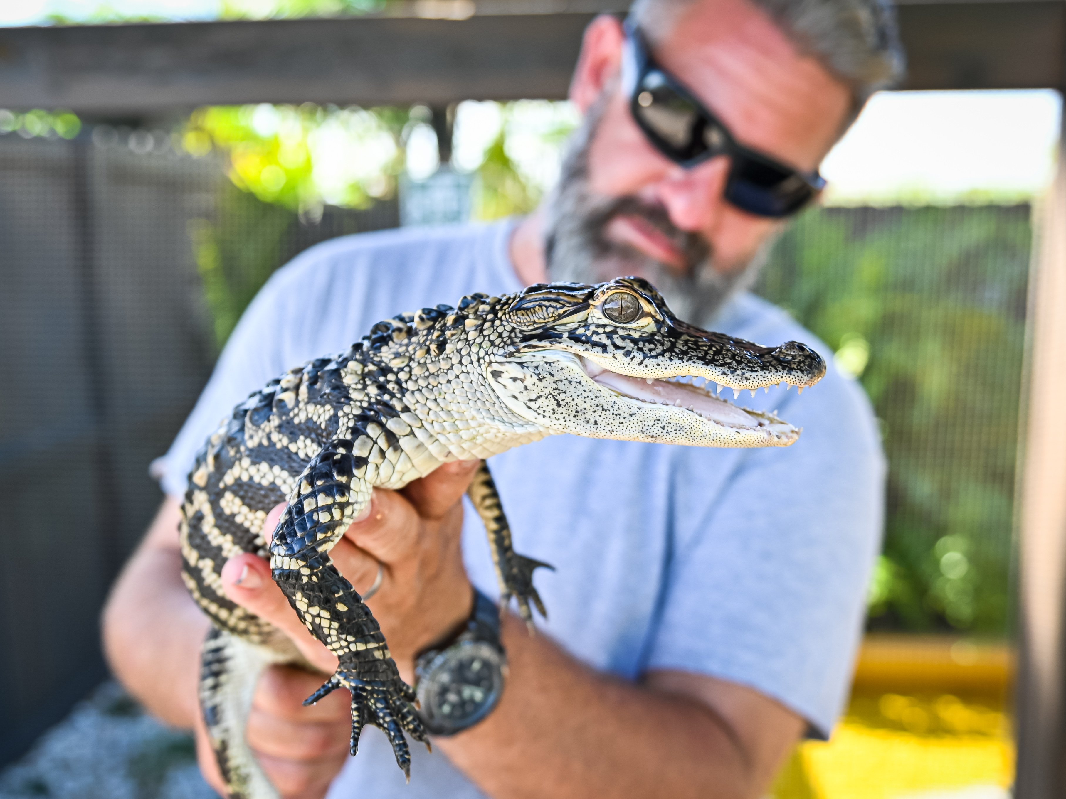 Everglades Sawgrass Park Airboat Adventure & Reptile Experience