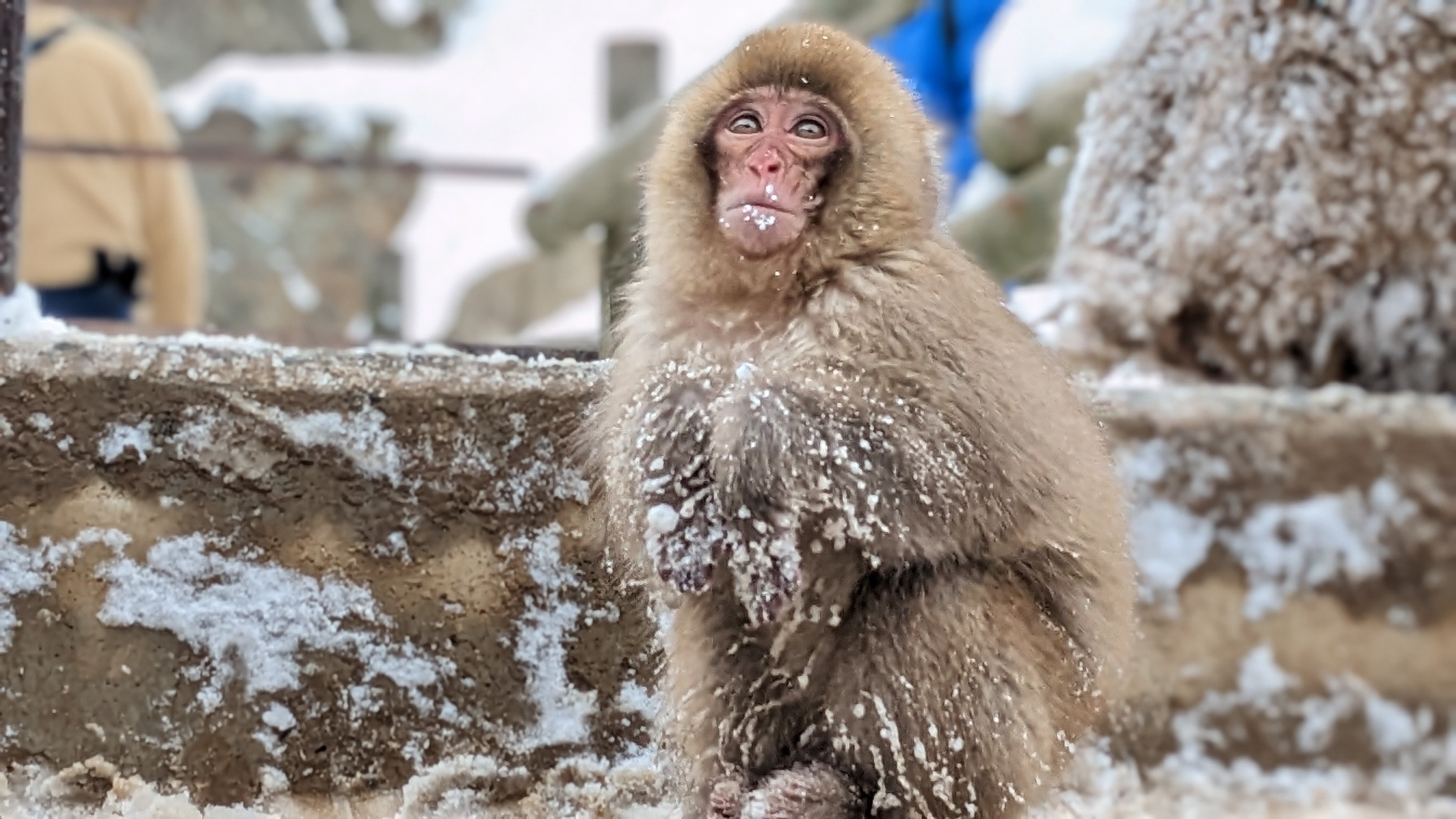 Tokyo Day Trip: Snow Monkeys & Beef Sukiyaki Lunch in Nagano