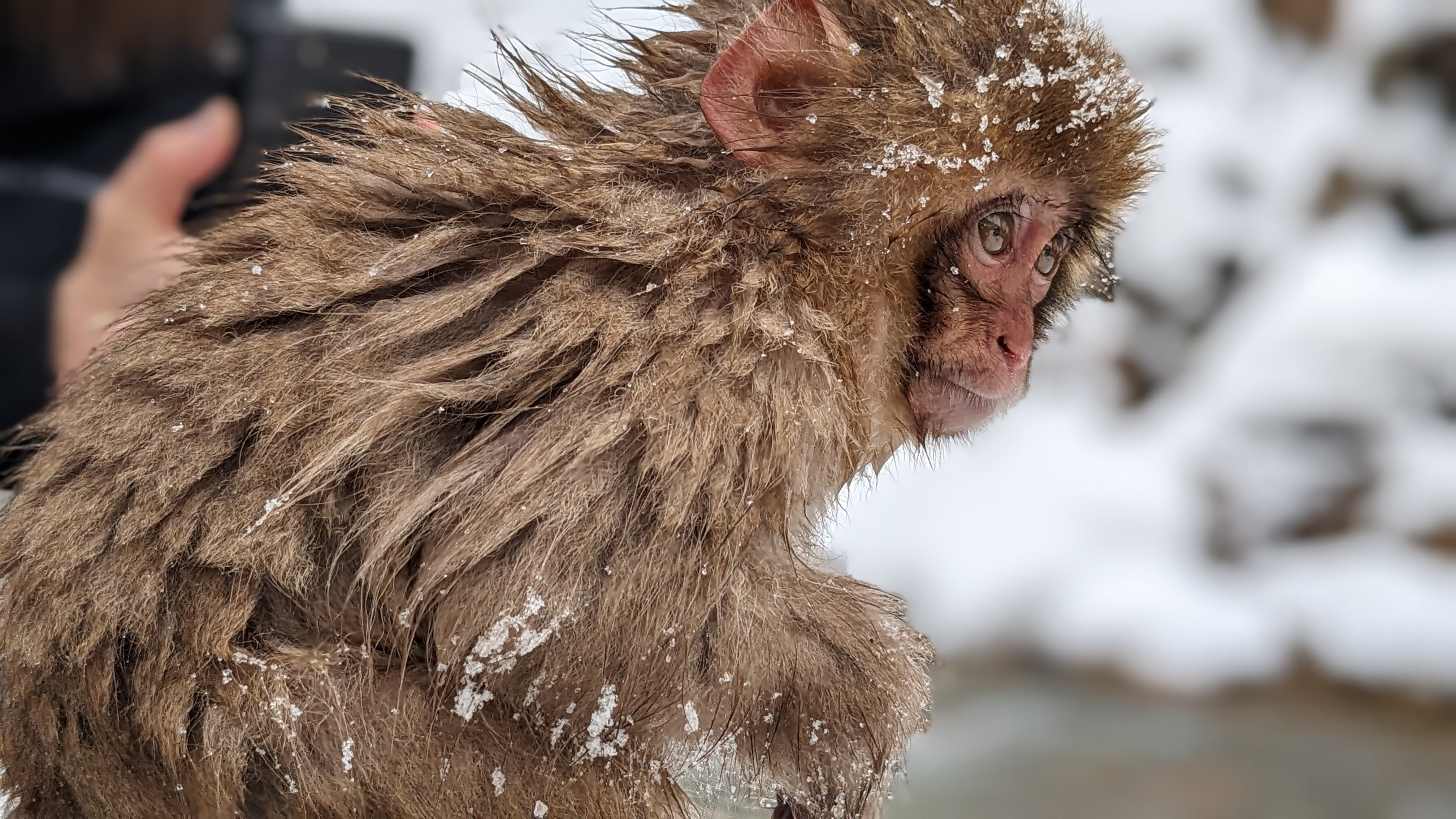 Tokyo Day Trip: Snow Monkeys & Beef Sukiyaki Lunch in Nagano