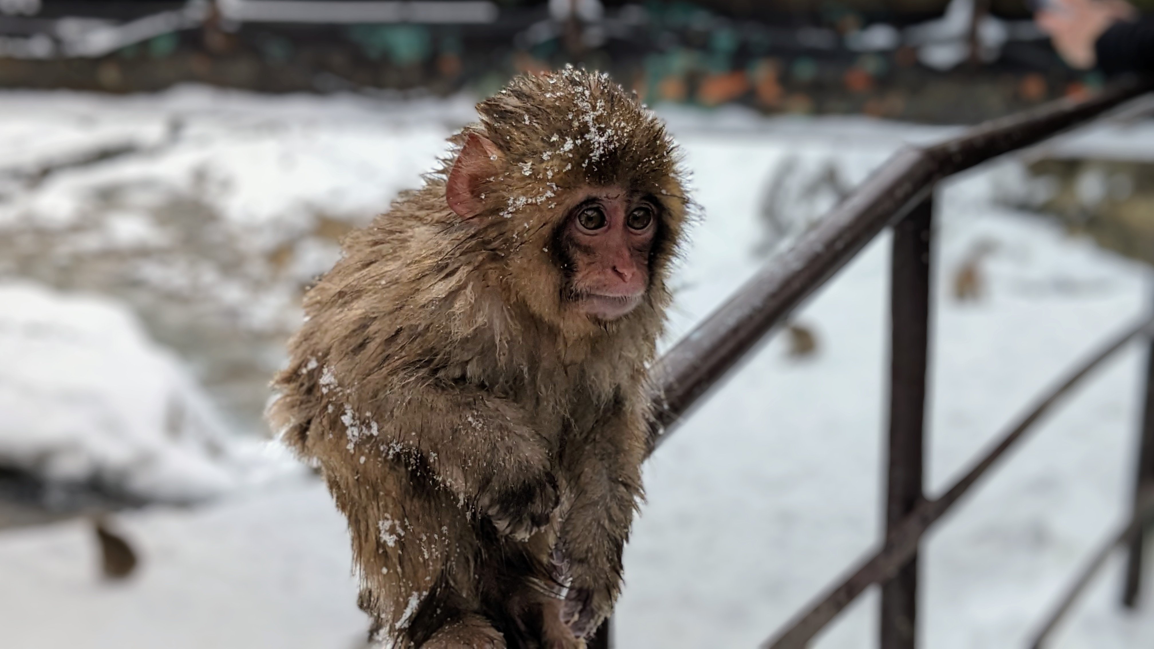 Tokyo Day Trip: Snow Monkeys & Beef Sukiyaki Lunch in Nagano