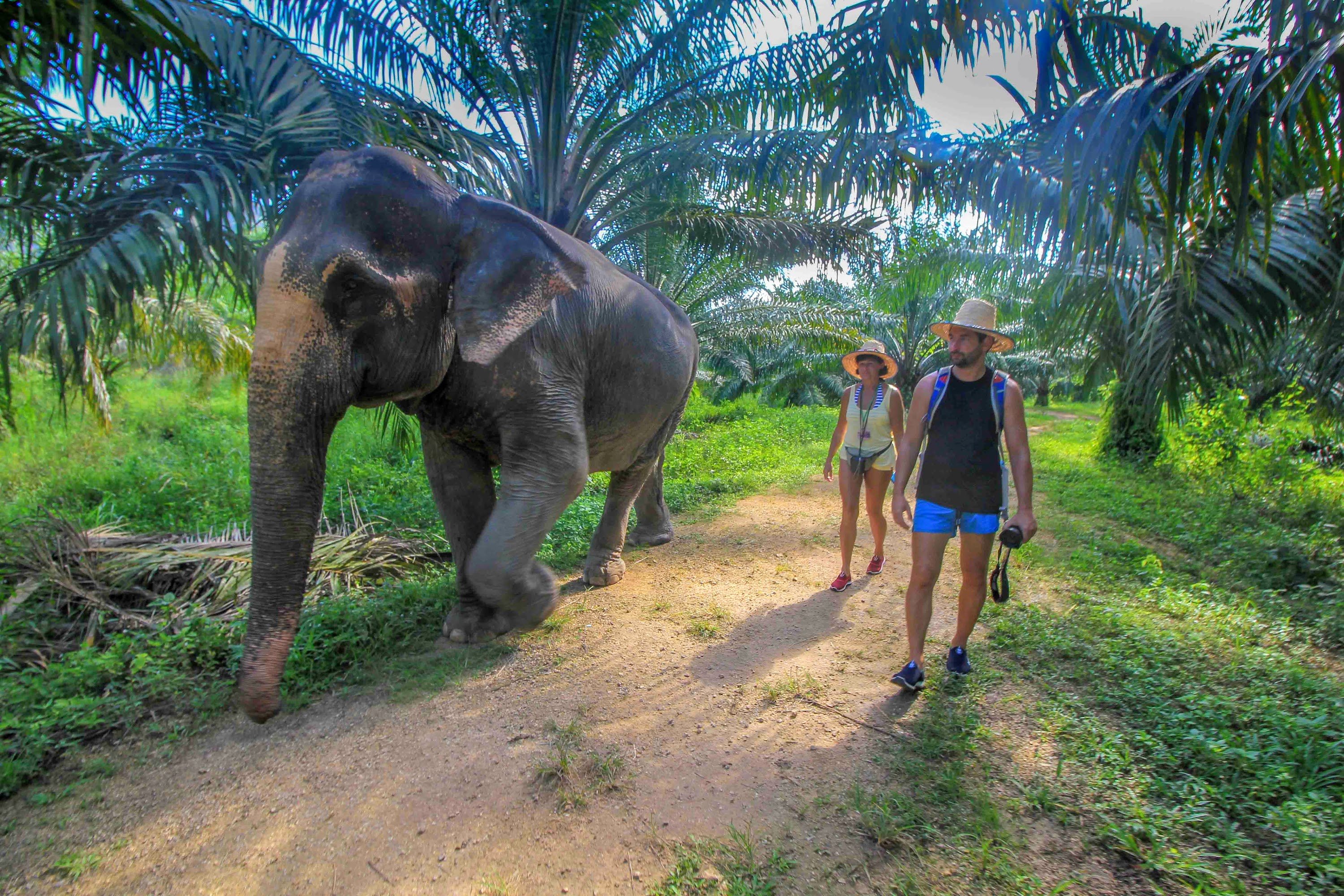 Krabi Elephant Care House Tour with Hotel Transfers