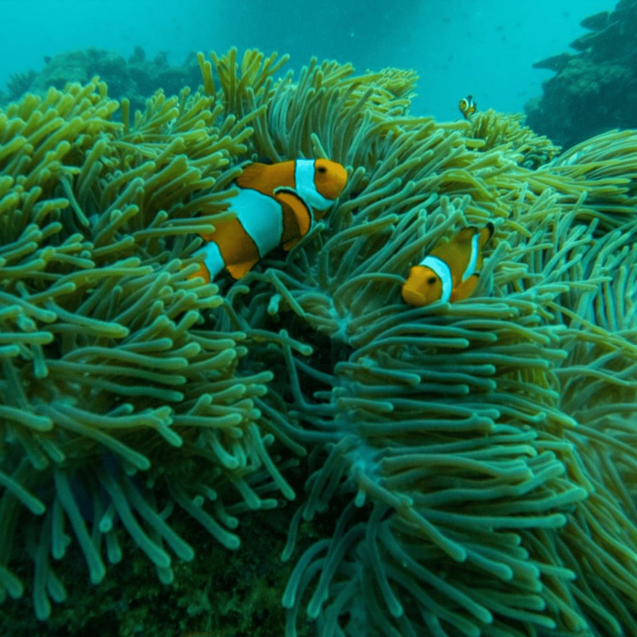 Phi Phi Islands Speedboat Adventure from Krabi with Buffet Lunch