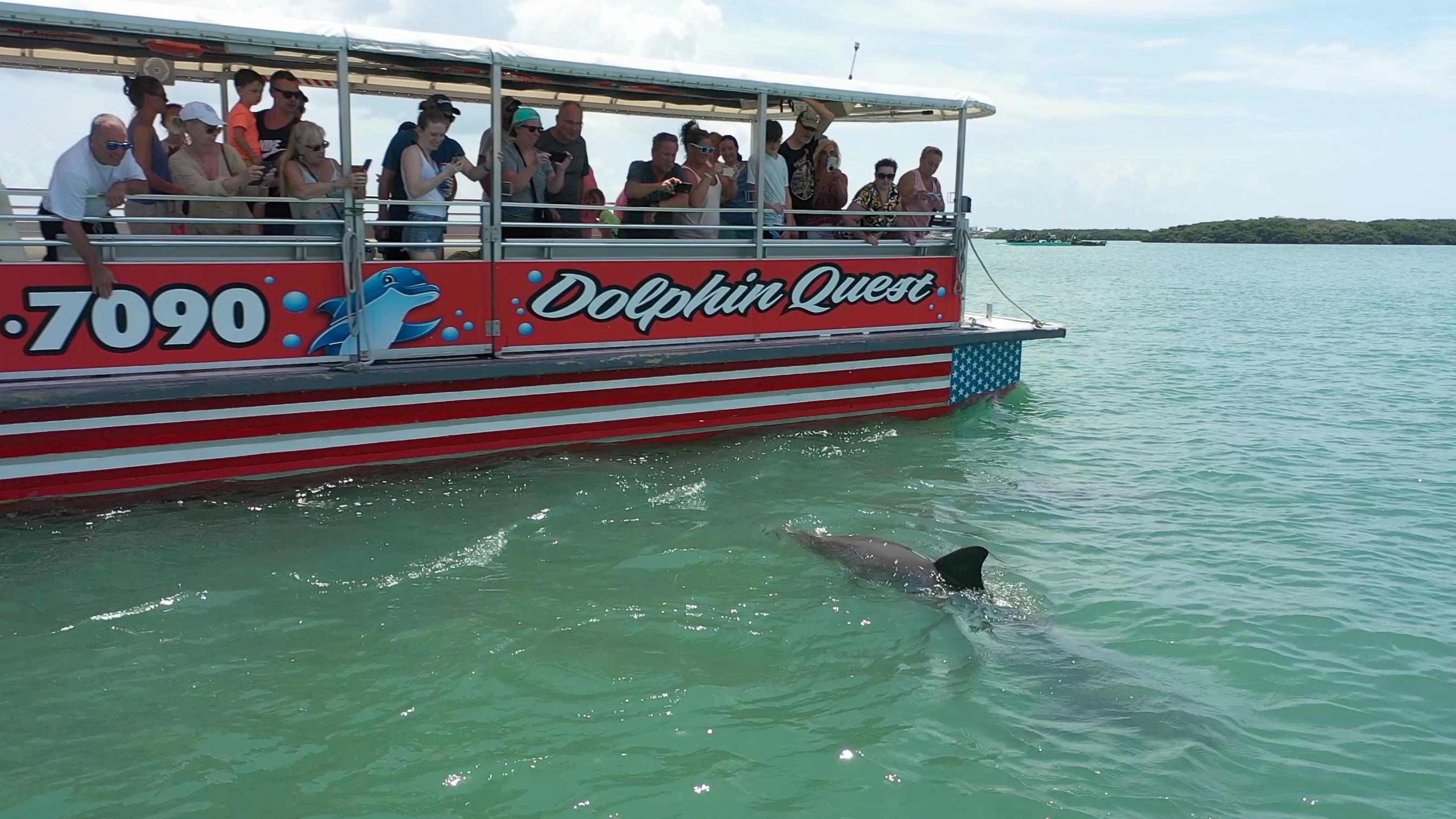 Boca Ciega Bay Dolphin Watching Cruise