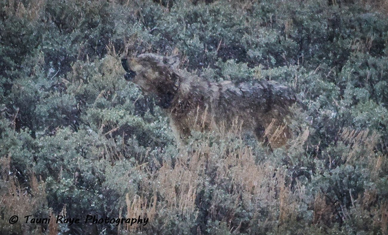 Yellowstone Full-Day Private Car Tour with Lunch