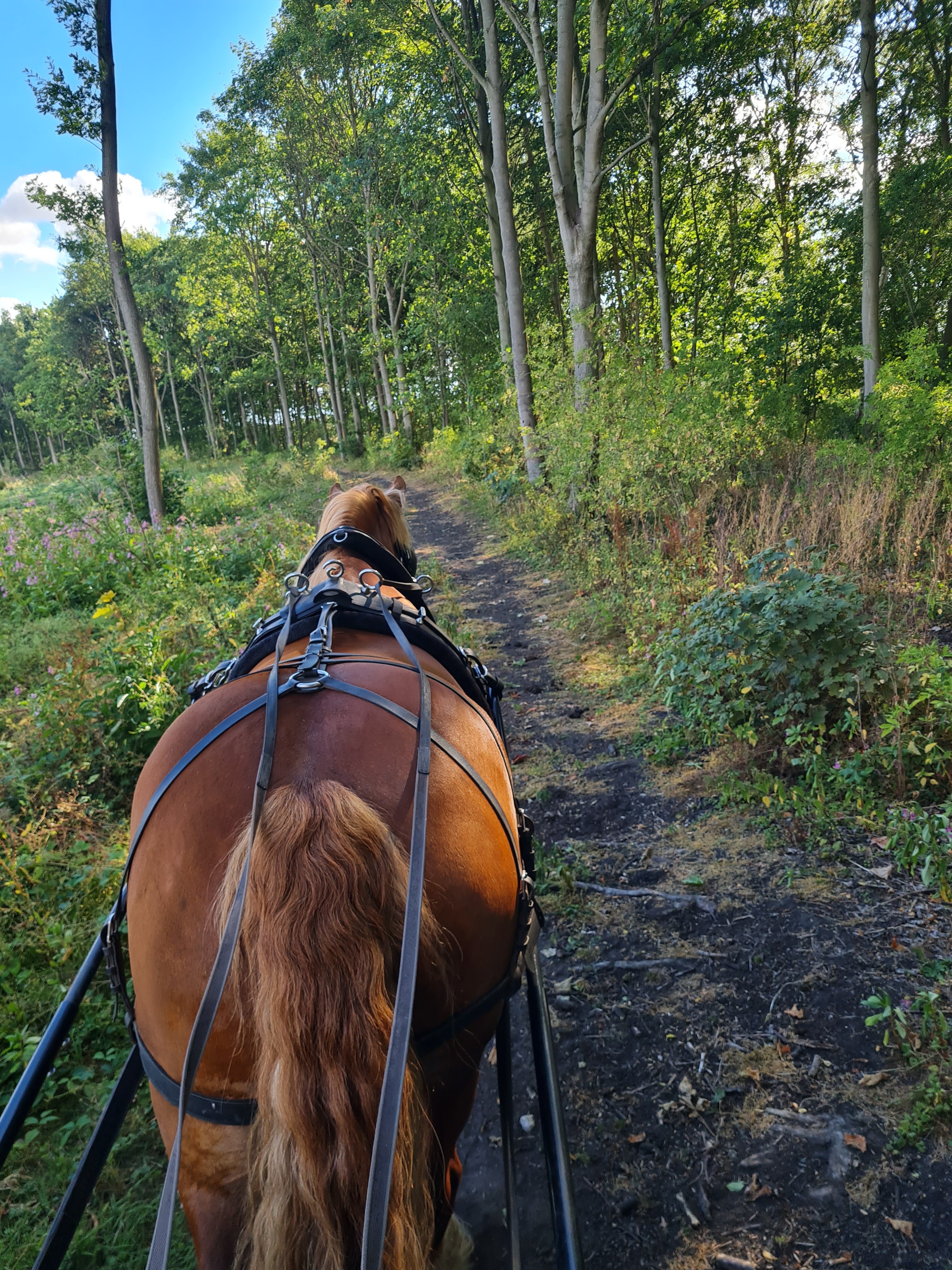 Private Carriage Ride & Afternoon Tea in York Countryside