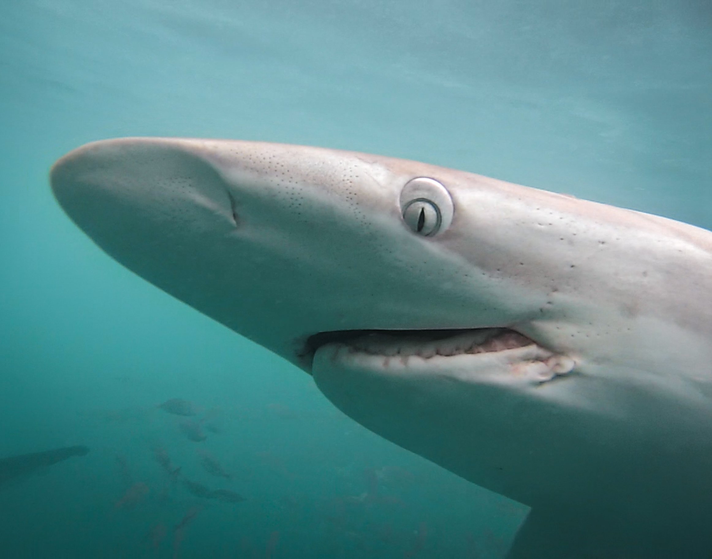 Shark Cage Diving from Cape Town or Hermanus – White Shark Projects