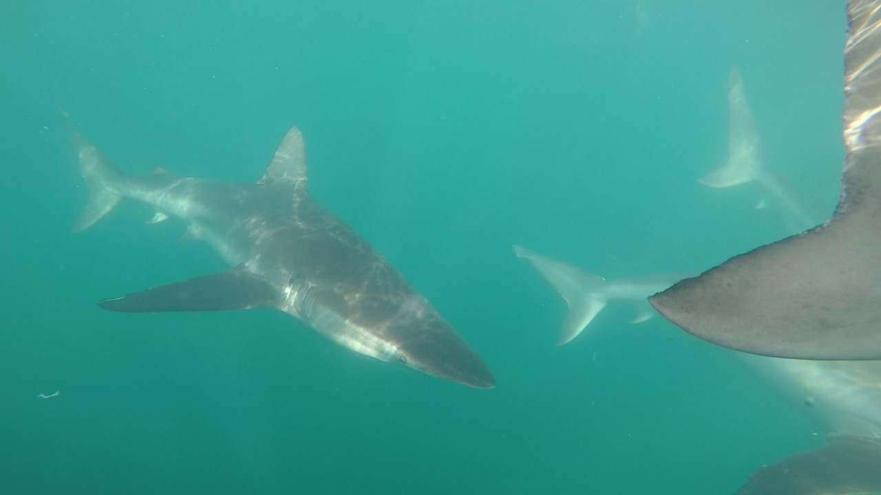 Shark Cage Diving from Cape Town or Hermanus – White Shark Projects